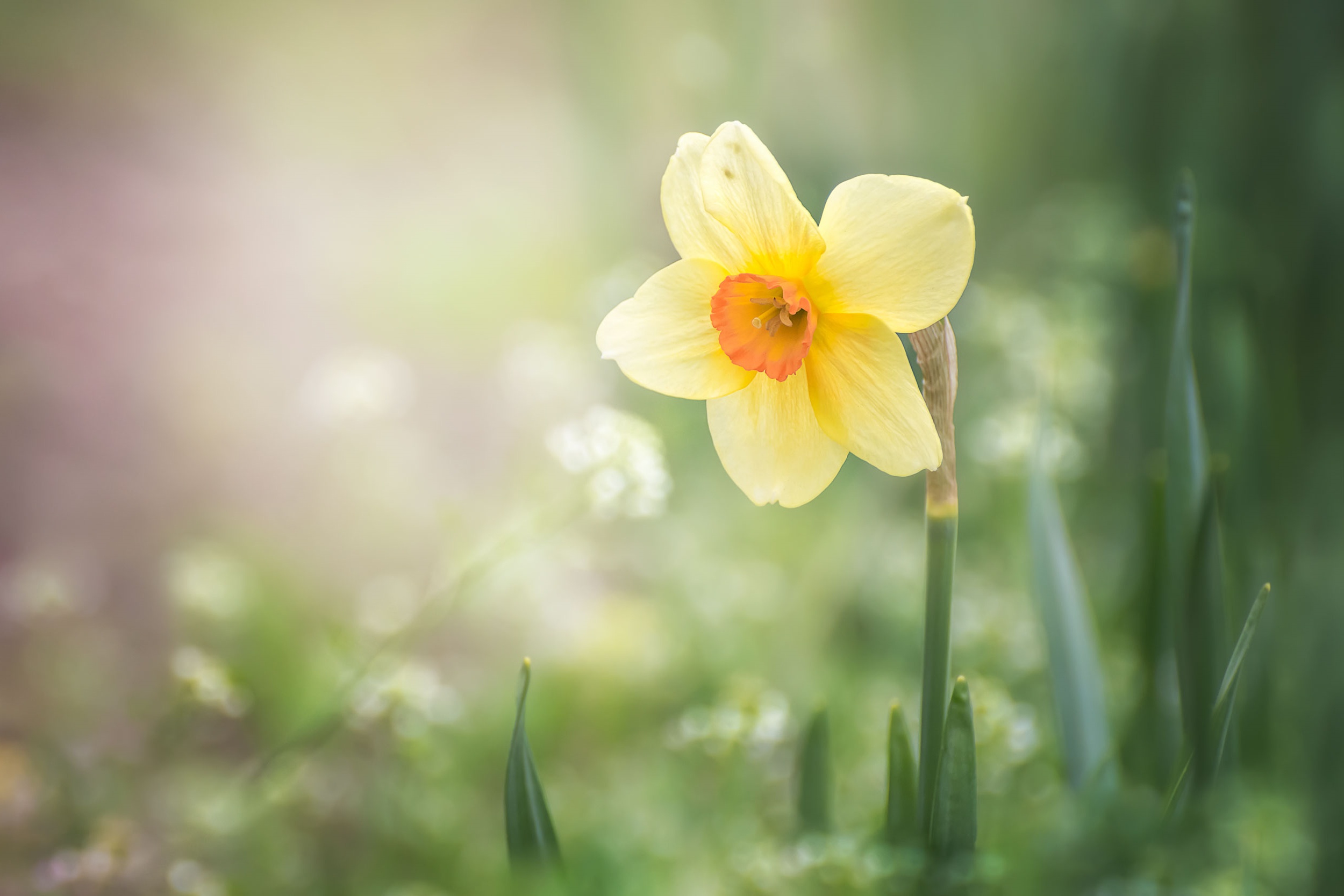 Download Yellow Flower Flower Nature Daffodil HD Wallpaper