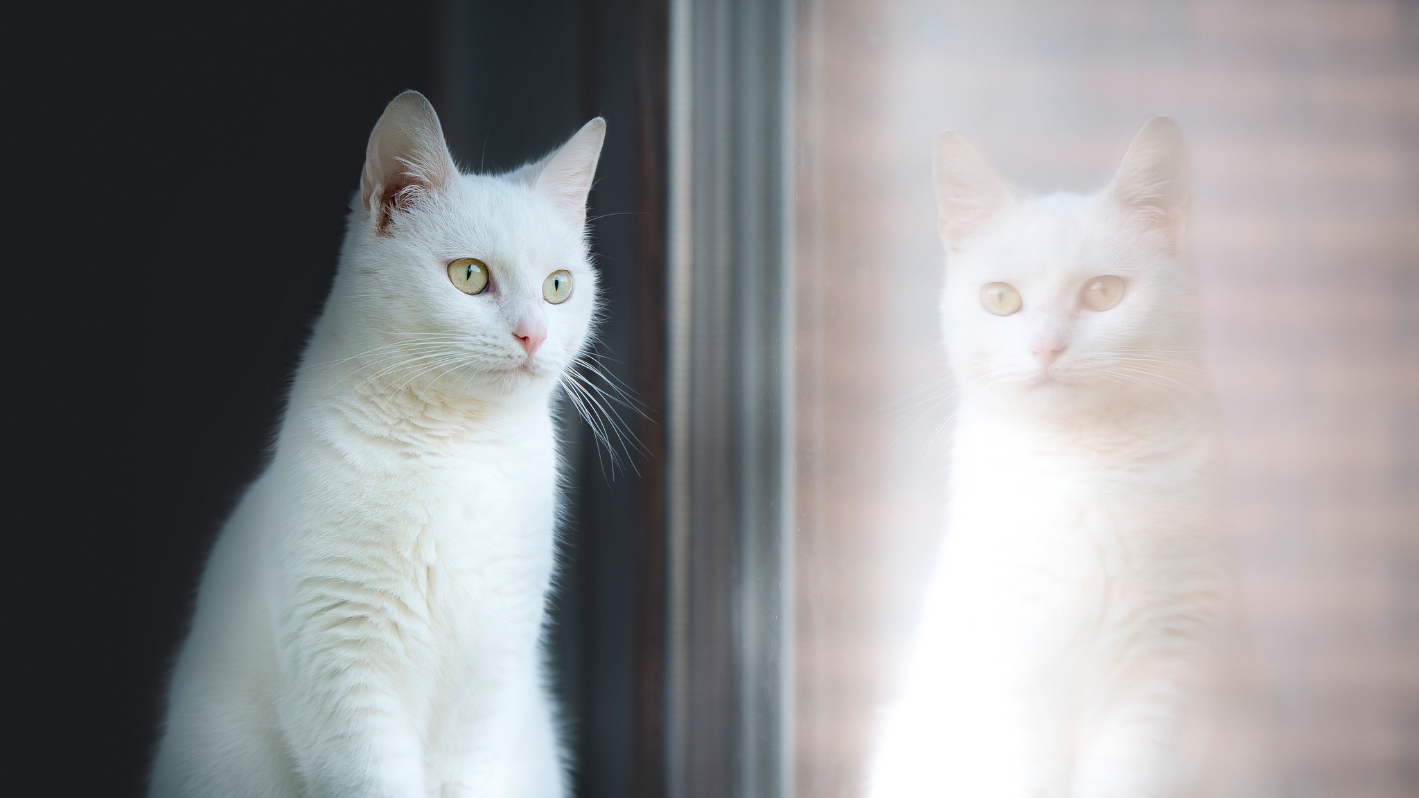 Download Reflection Animal Cat HD Wallpaper