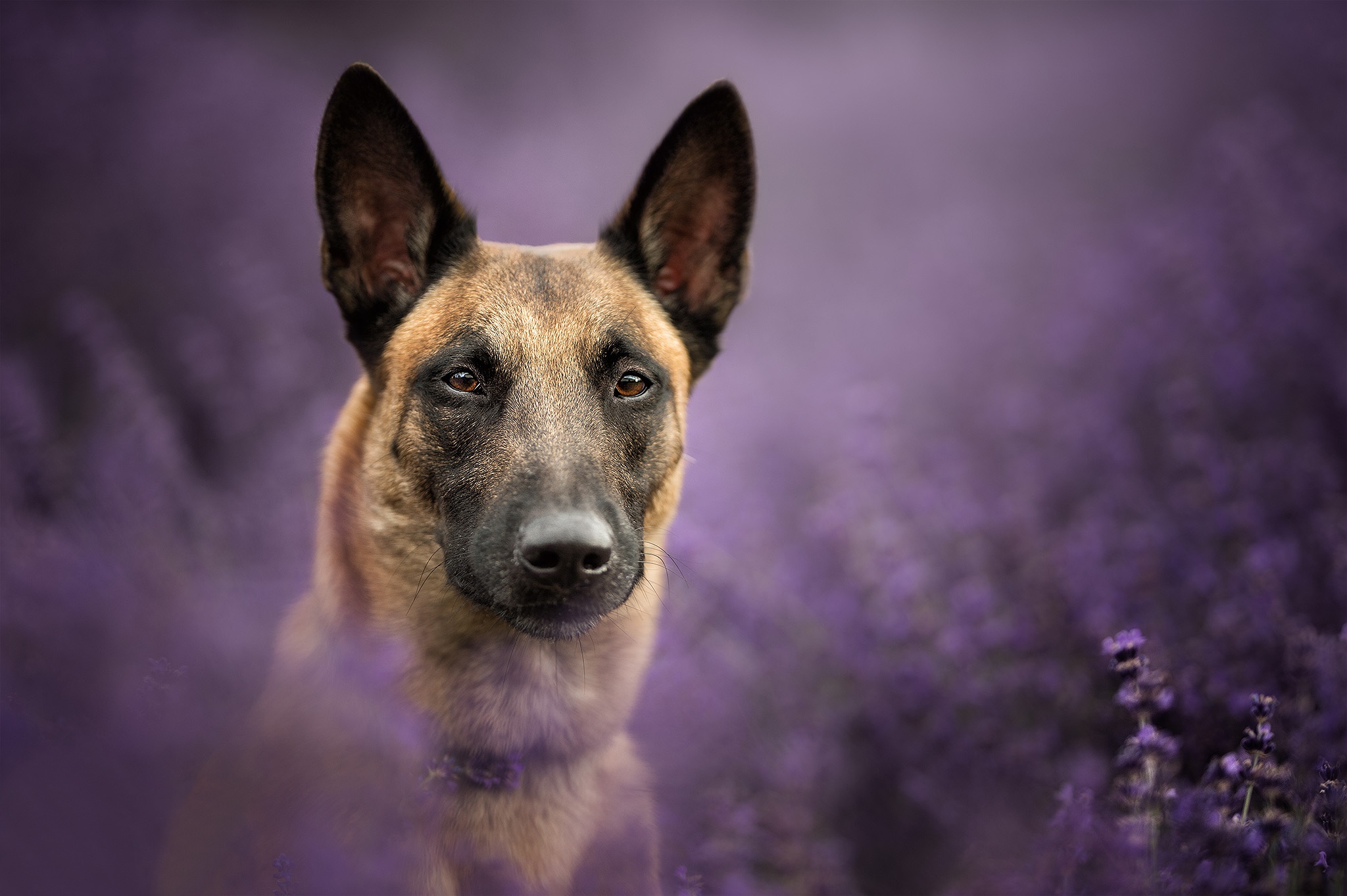 Download Dog Animal Belgian Malinois HD Wallpaper