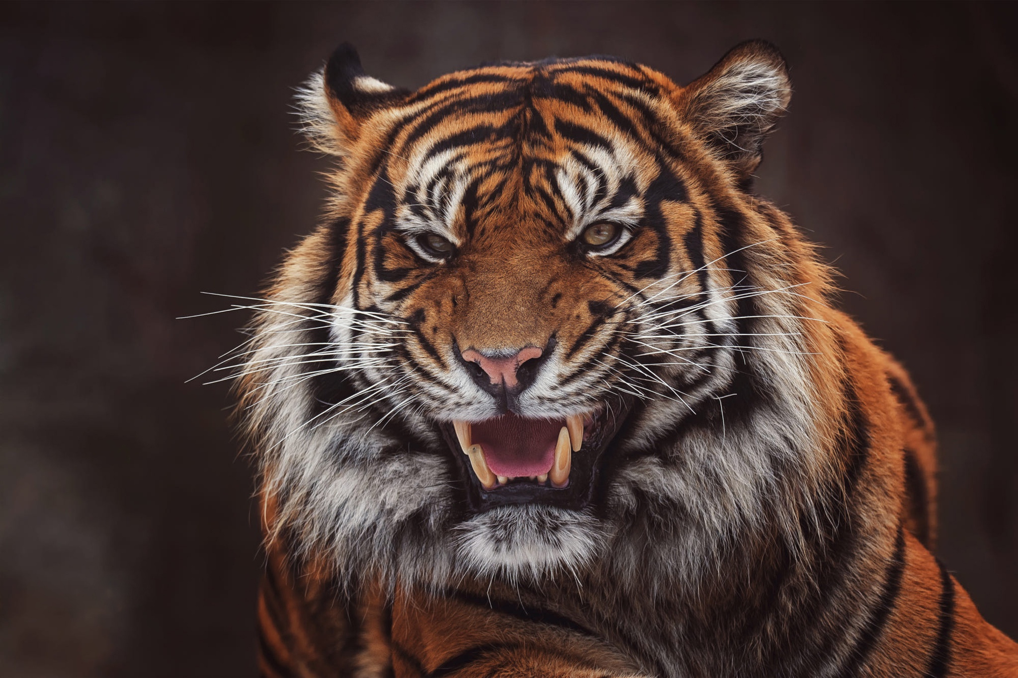 Roaring Tiger Wallpaper Hd