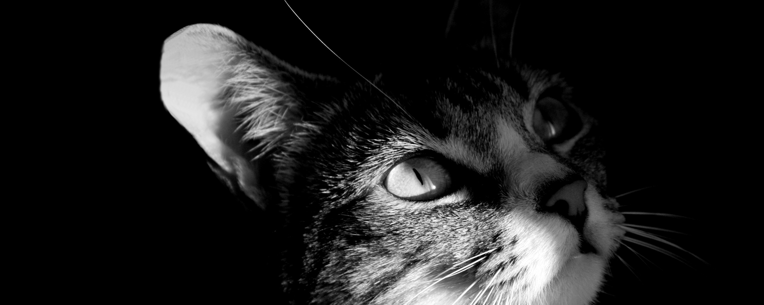 Download Animal Cat Wallpaper