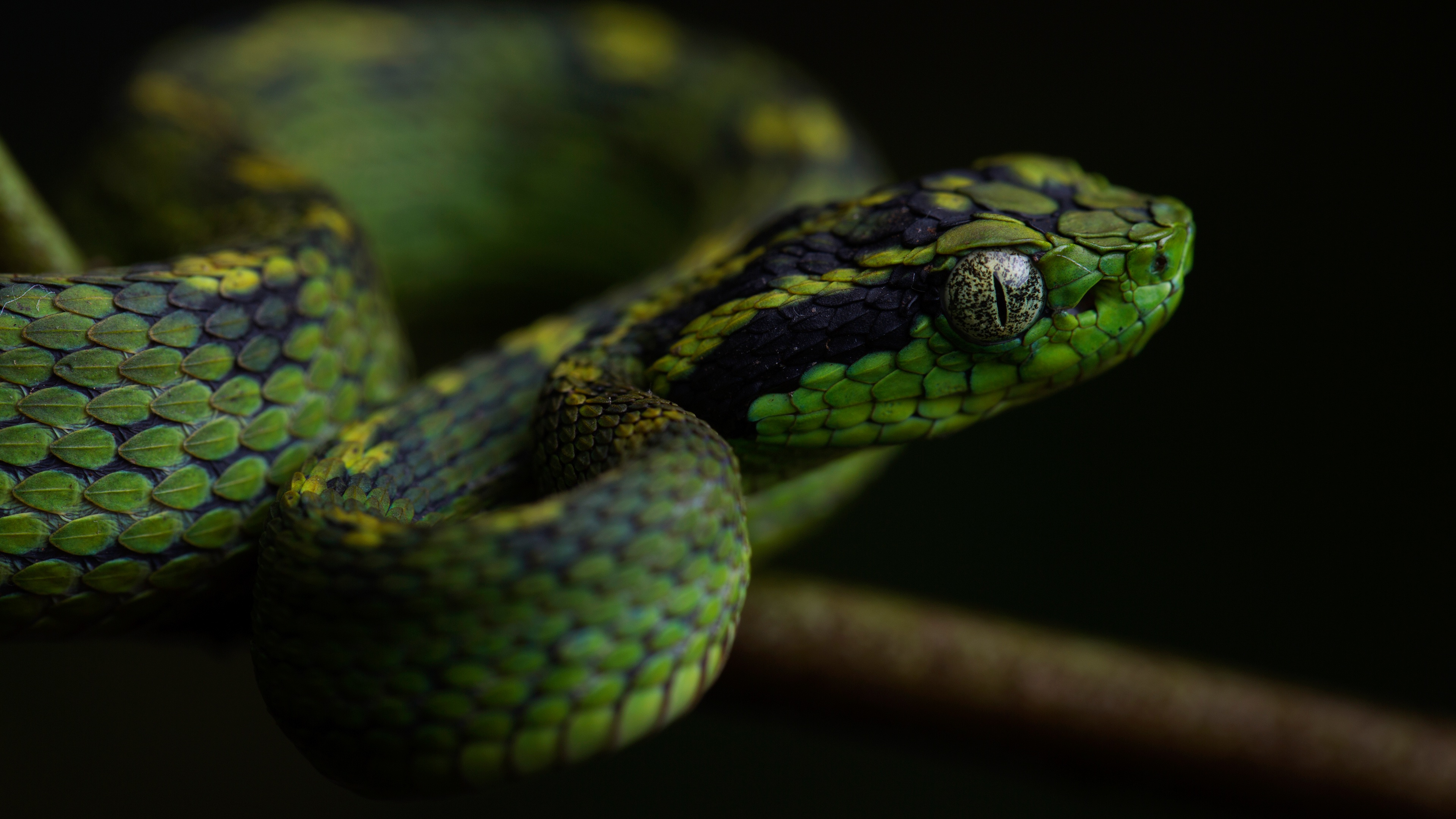 Download Reptile Animal Snake 4k Ultra HD Wallpaper