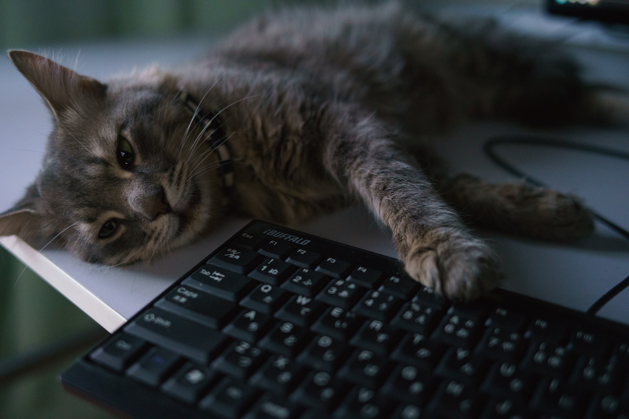 Download Keyboard Animal Cat HD Wallpaper
