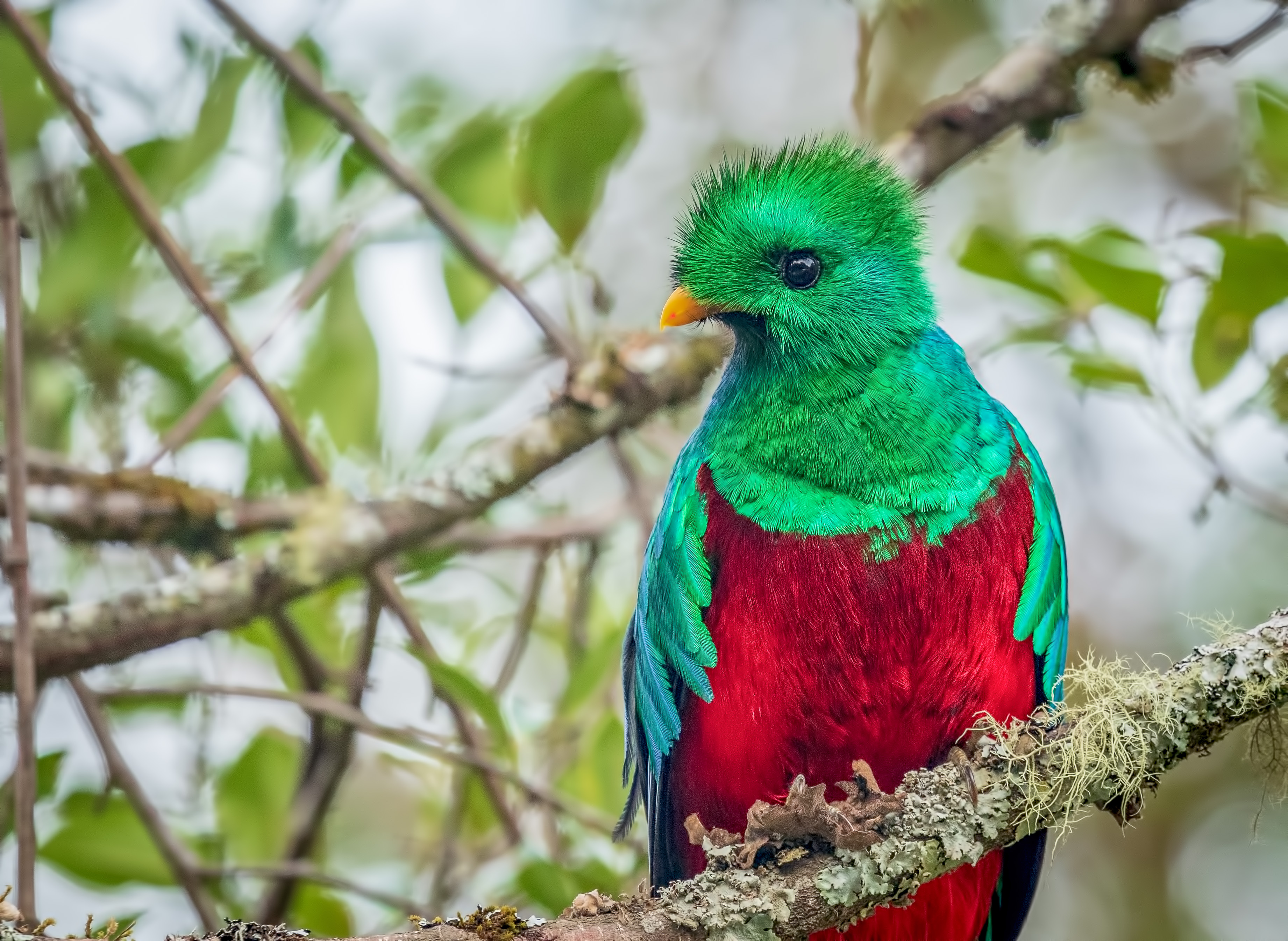 Quetzal HD Wallpaper Background Image 3683x2693 ID1022985
