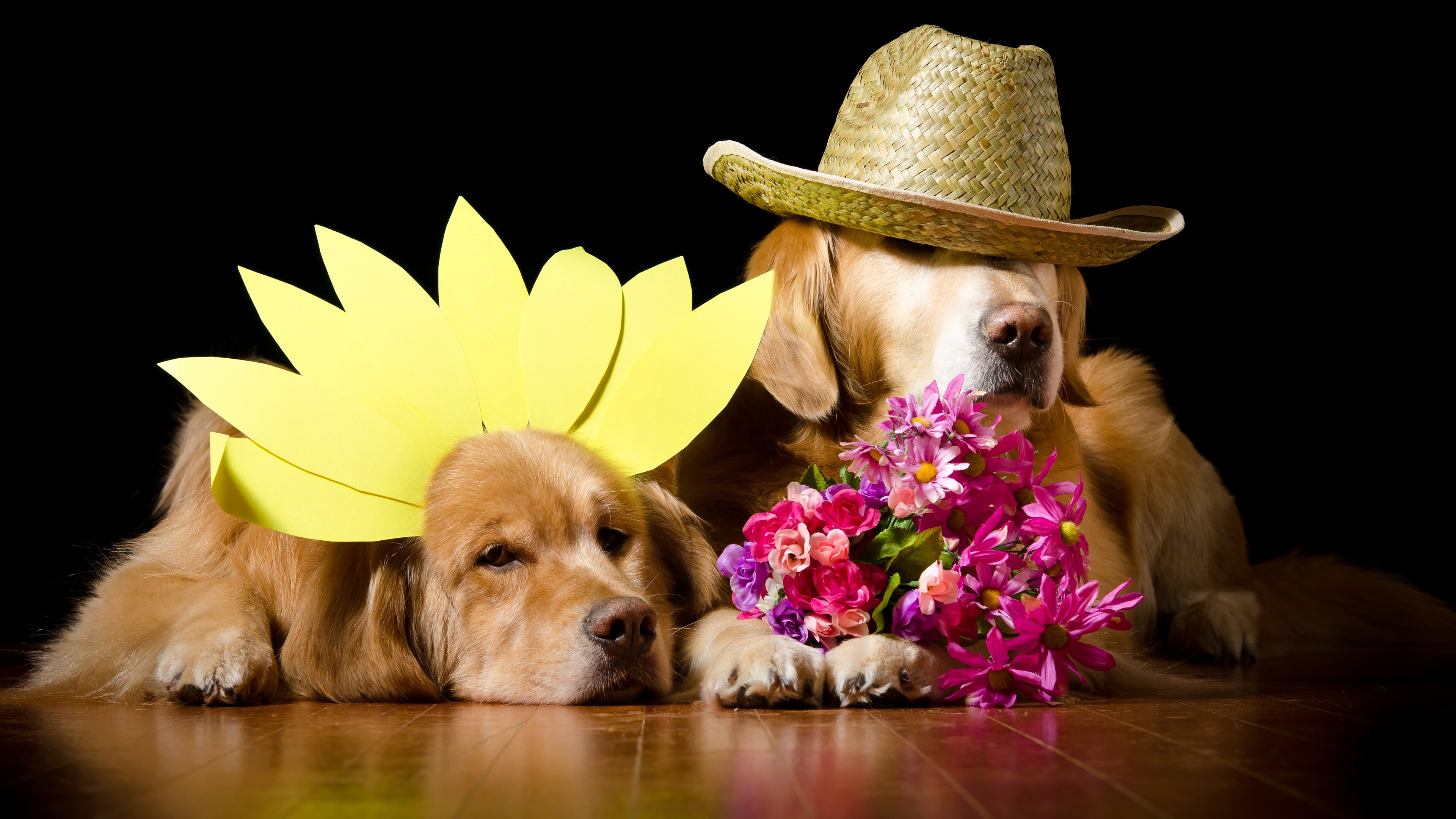 Golden Retriever 4k Ultra HD Wallpaper Background Image 3840x2160