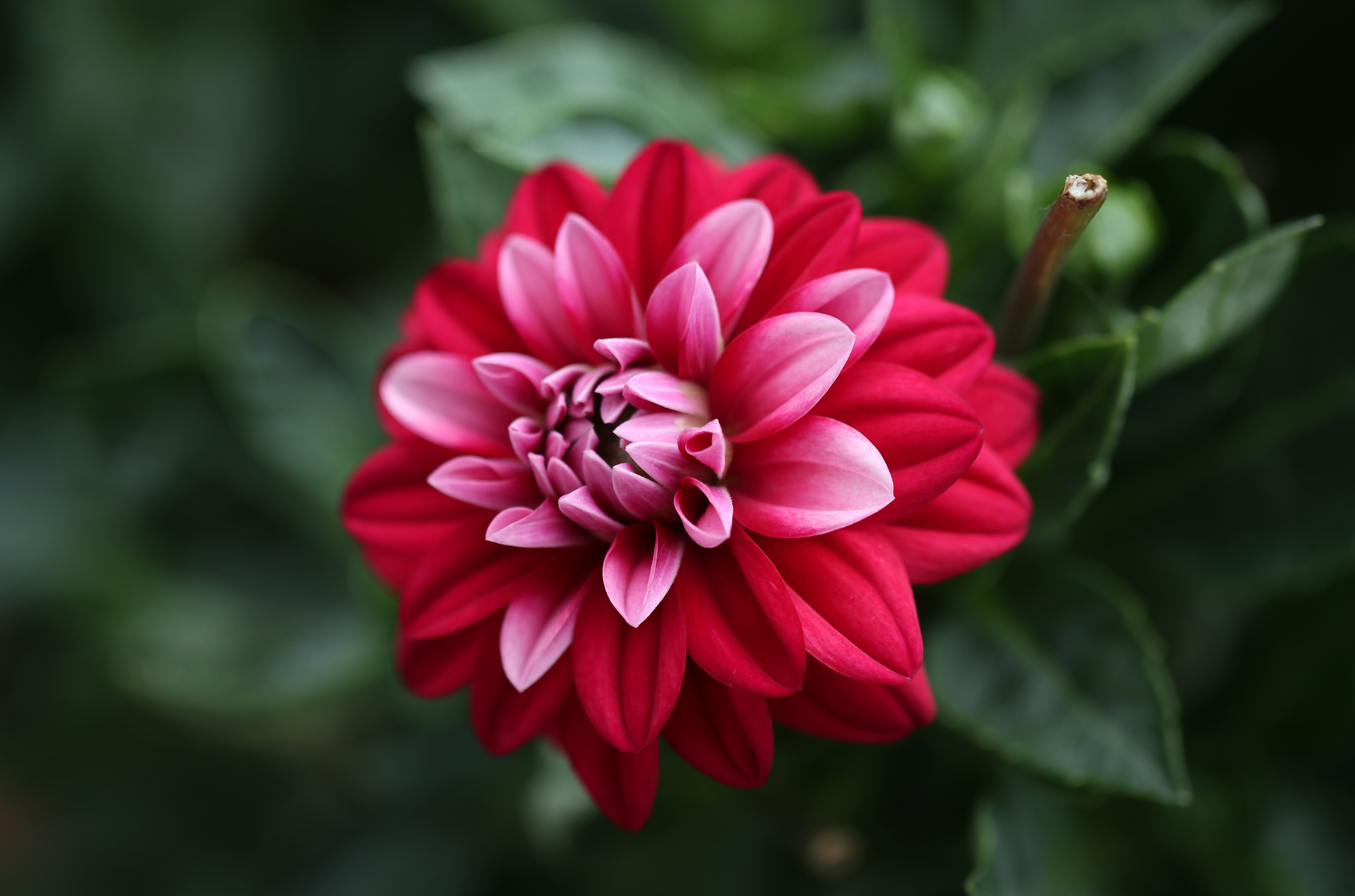 Download Flower Petal Closeup Nature Dahlia 4k Ultra HD Wallpaper