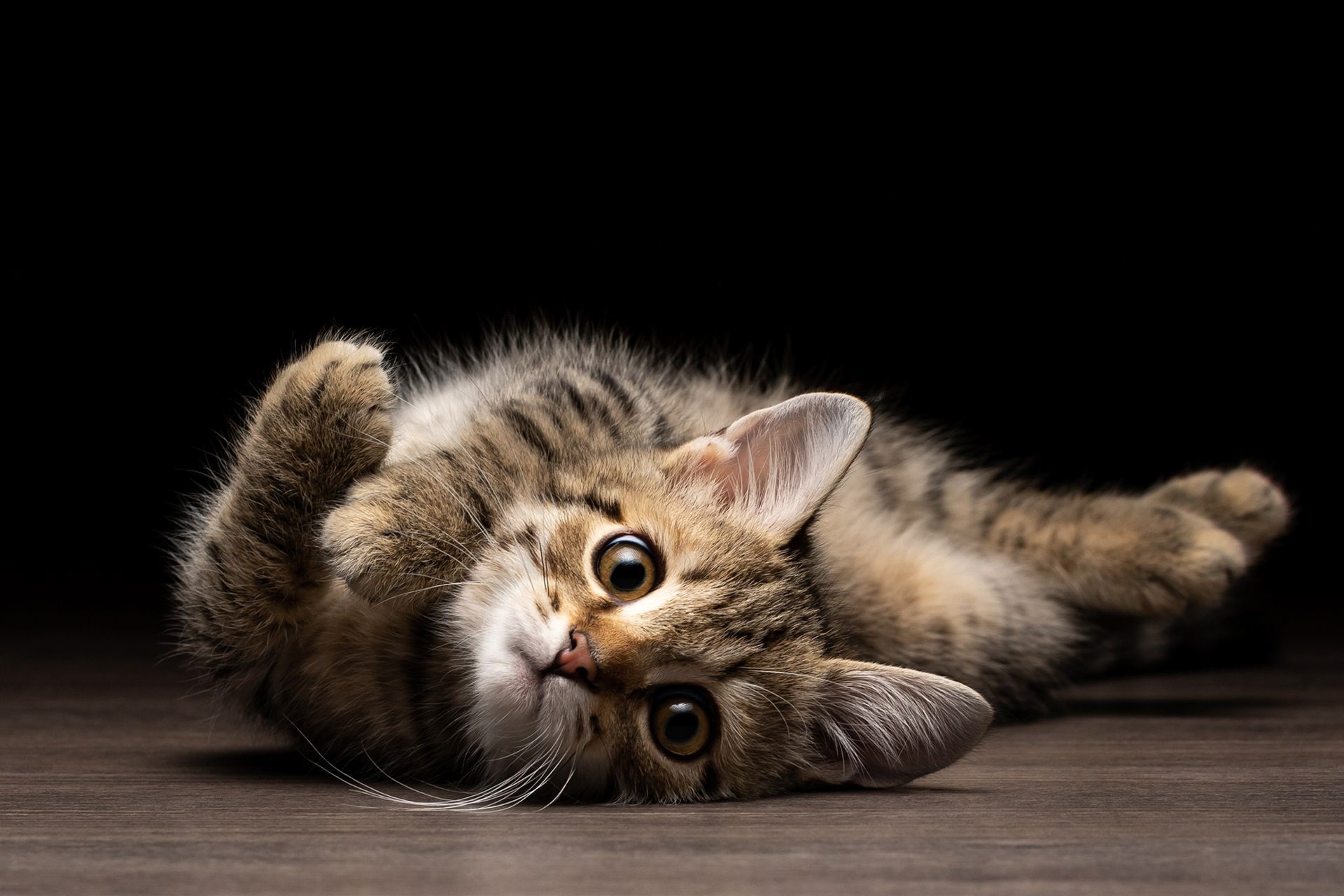 Wallpaper Hd Cats 4k Wallpaper Cat Images Free Download On Freepik