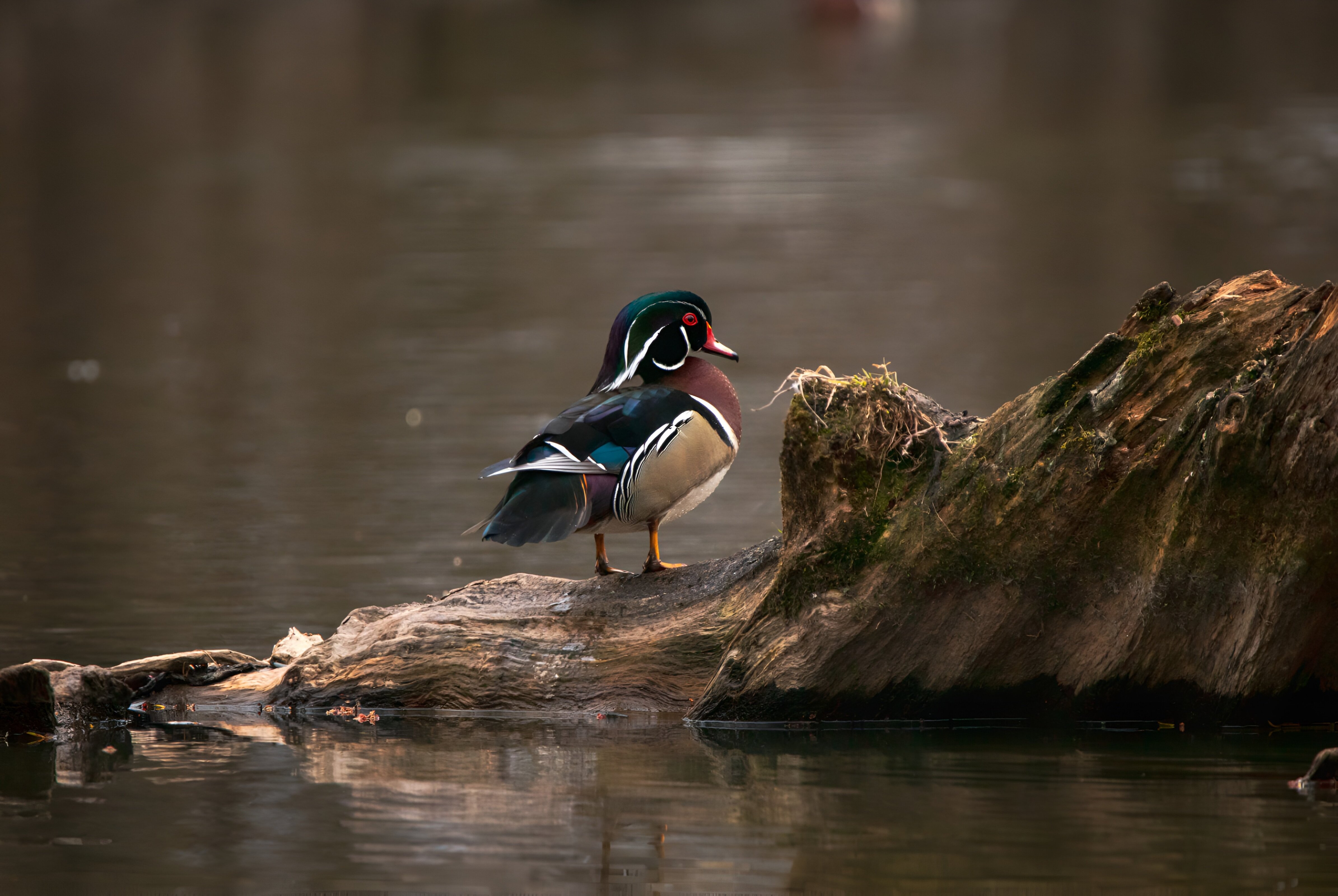 Wood Duck Wallpaper