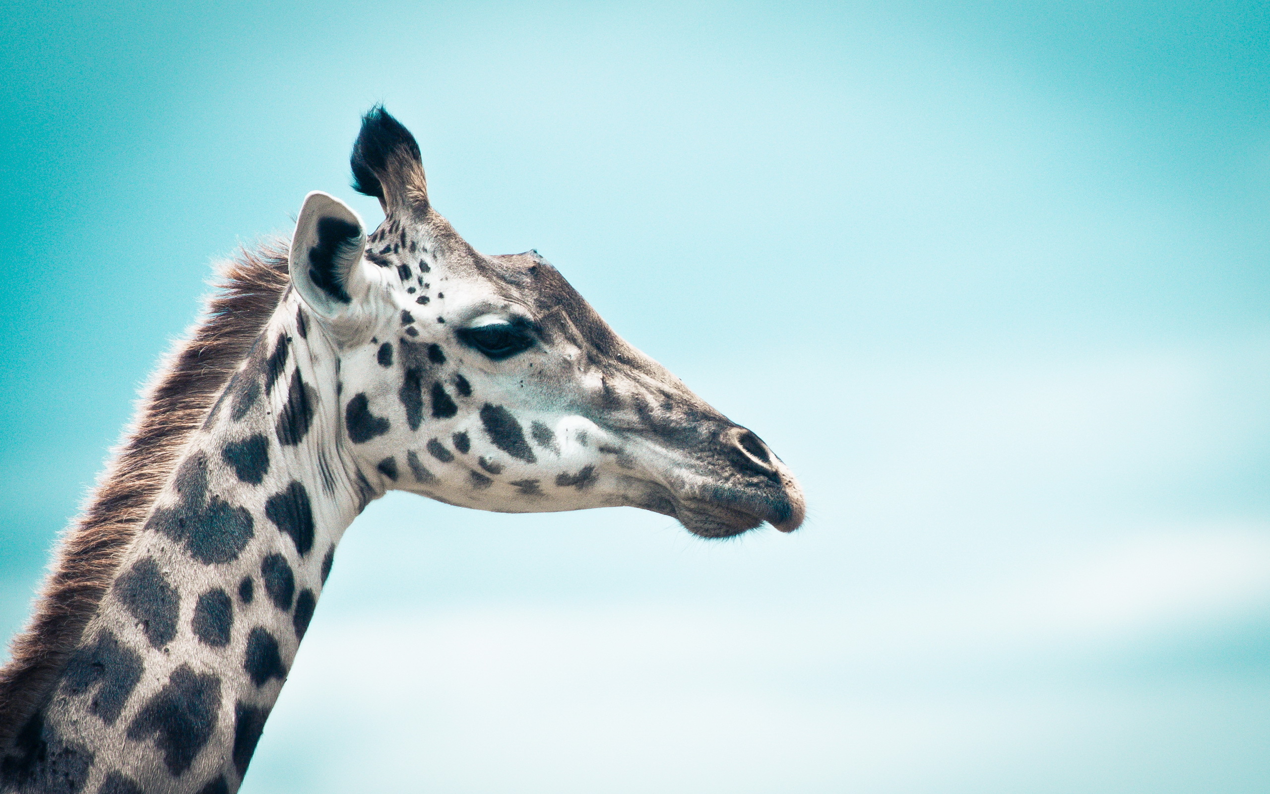 Download Animal Giraffe HD Wallpaper
