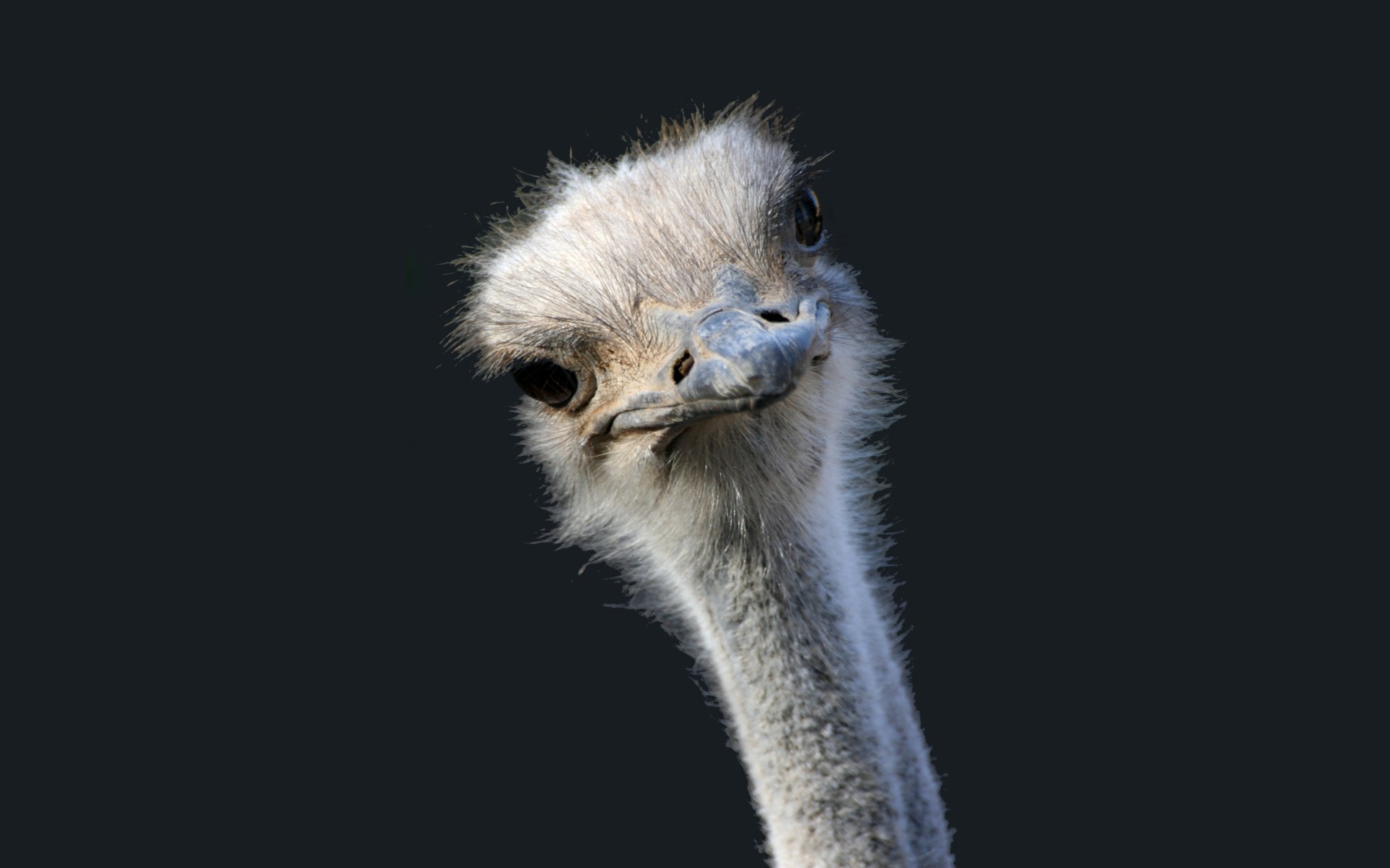 Ostrich HD Wallpaper Background Image 1920x1200