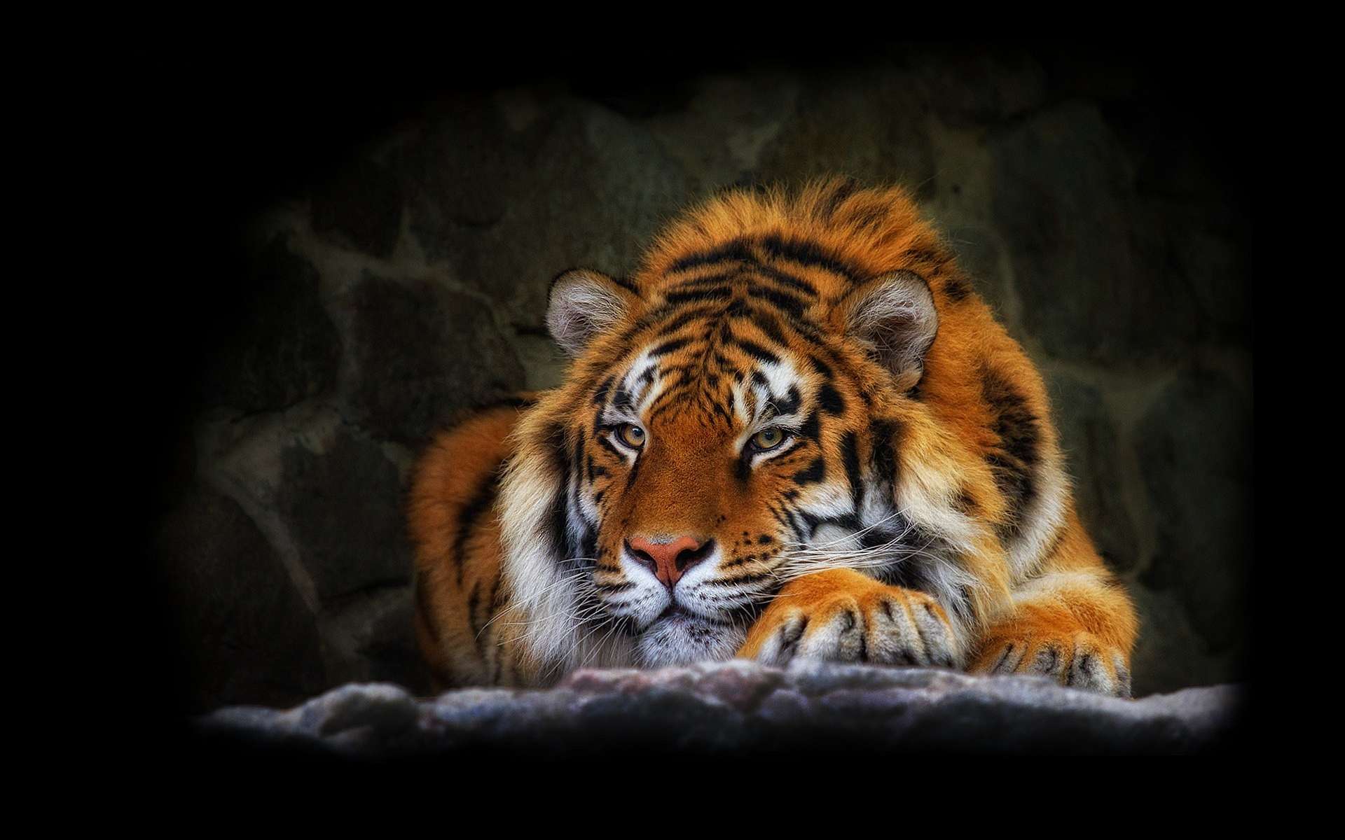 Majestic Tiger HD Wallpaper