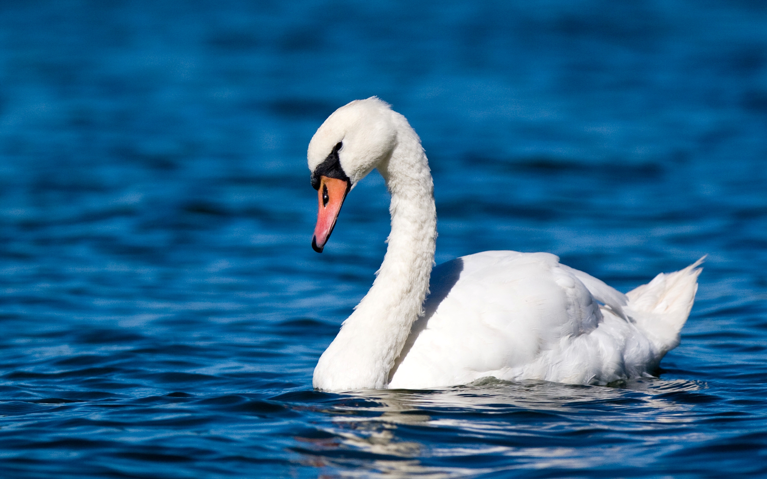 Mute swan Full HD Wallpaper and Background Image 2560x1600 ID324829
