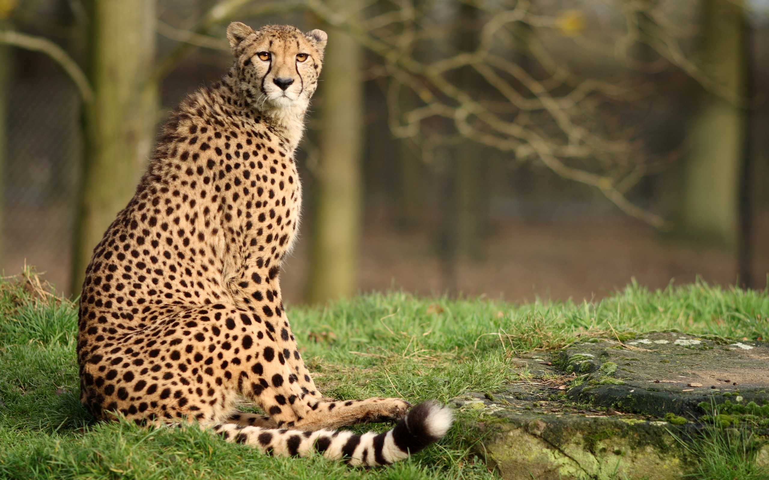 Cheetah HD Wallpaper Background Image 2560x1600 ID