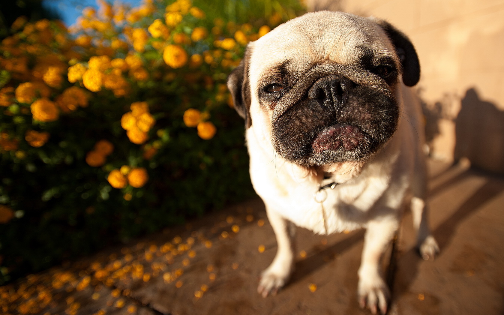 Pug Fondo de Pantalla and Fondo de Escritorio 1680x1050 ID326340 Wallpaper Abyss