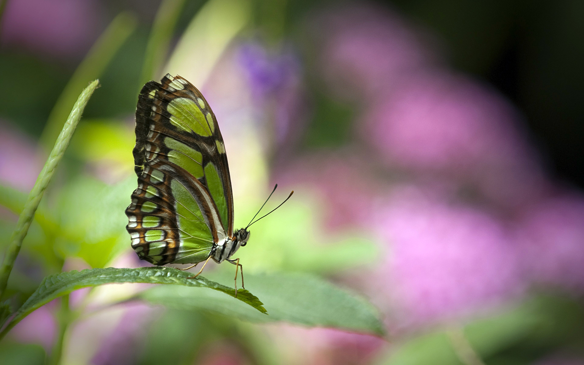 Serene Bokeh A Green Butterfly HD Wallpaper