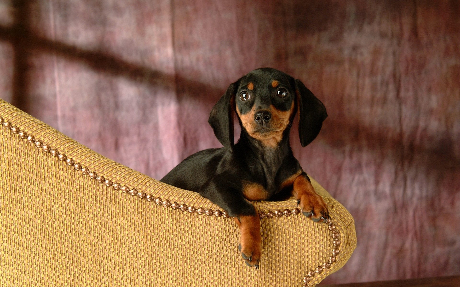 Cute Dachshund Puppy On The Couch HD Wallpaper Background Image