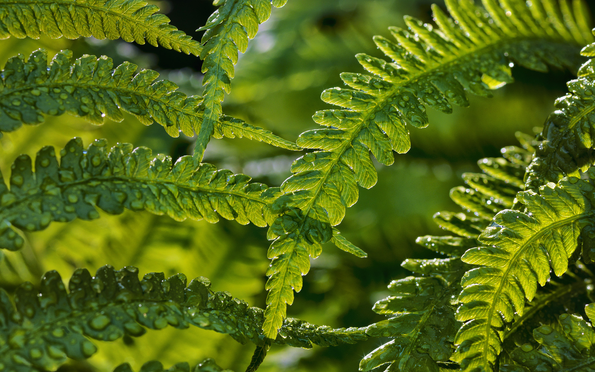 70+ Fern HD Wallpapers and Backgrounds