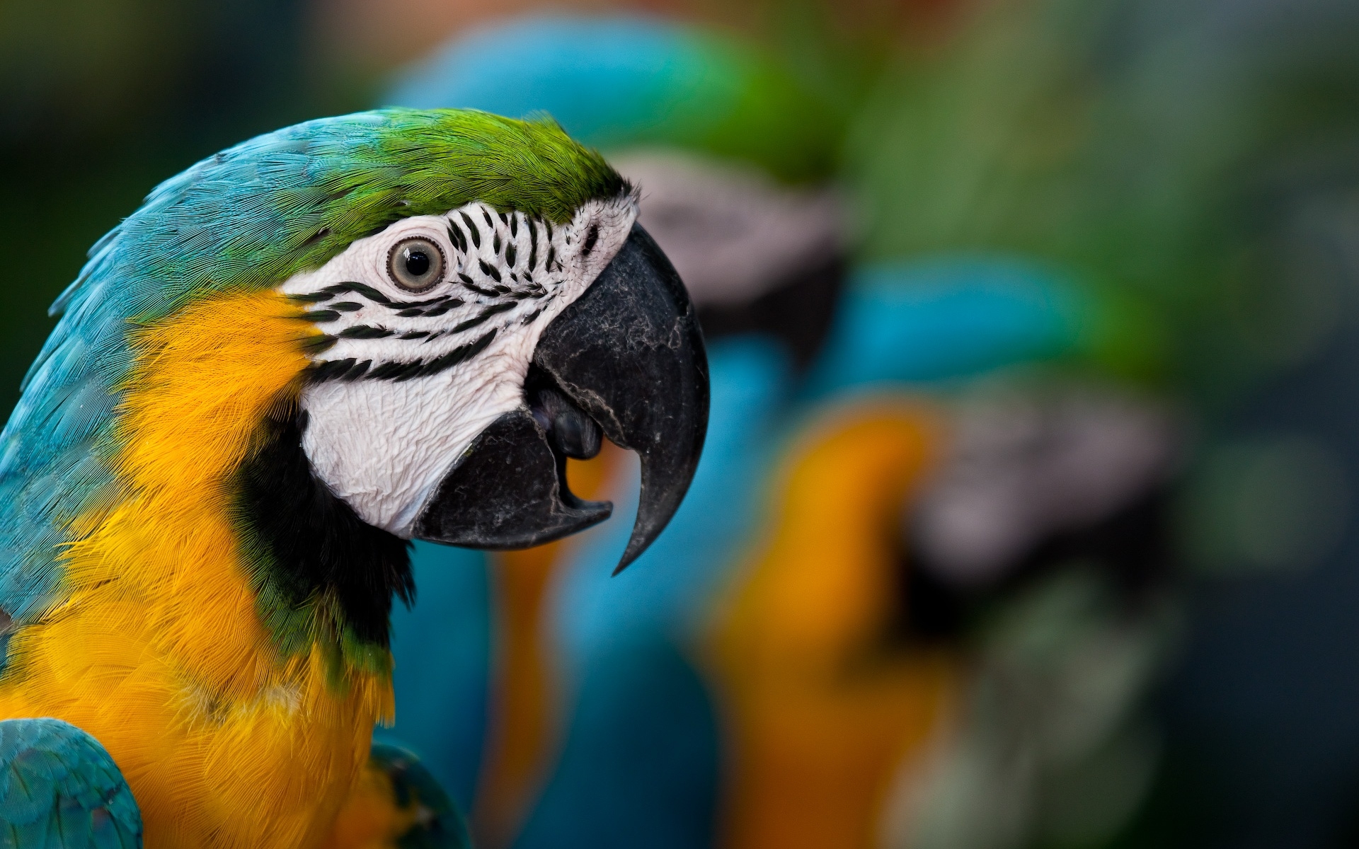 Blueandyellow Macaw Full HD Wallpaper and Background 1920x1200 ID