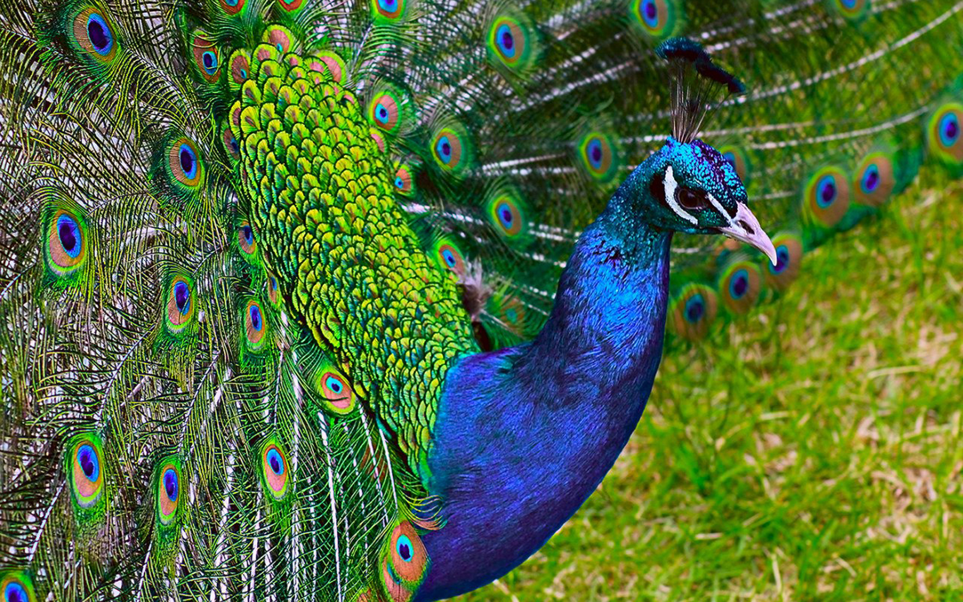 Stunning Peacock HD Wallpaper A Vibrant Display of Nature’s Beauty