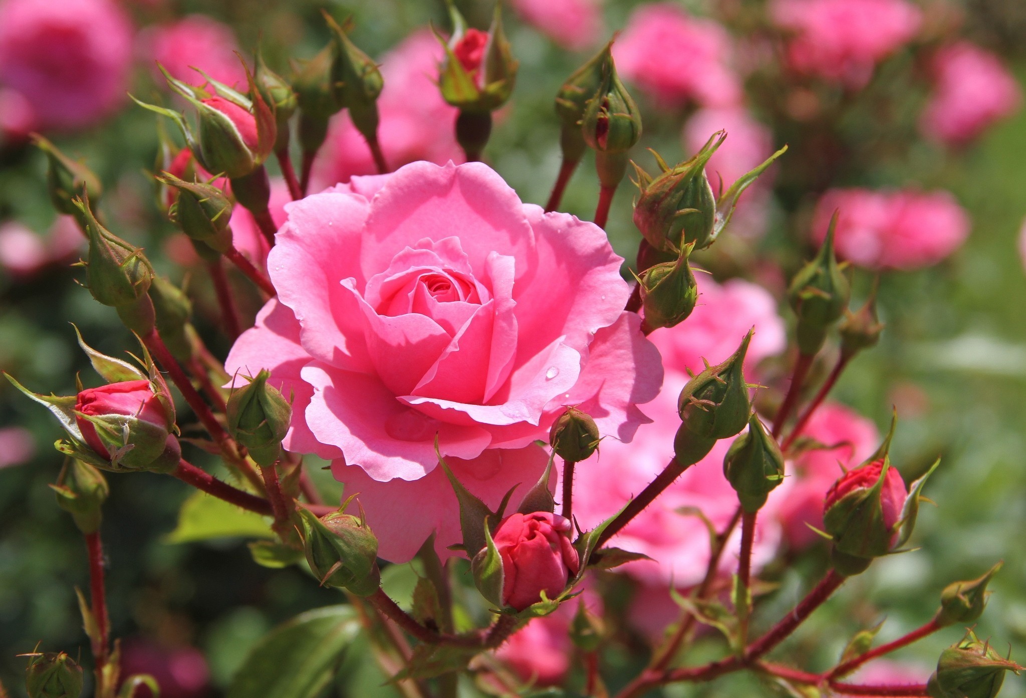 Stunning Pink Rose Bush HD Wallpaper of Nature's Beauty