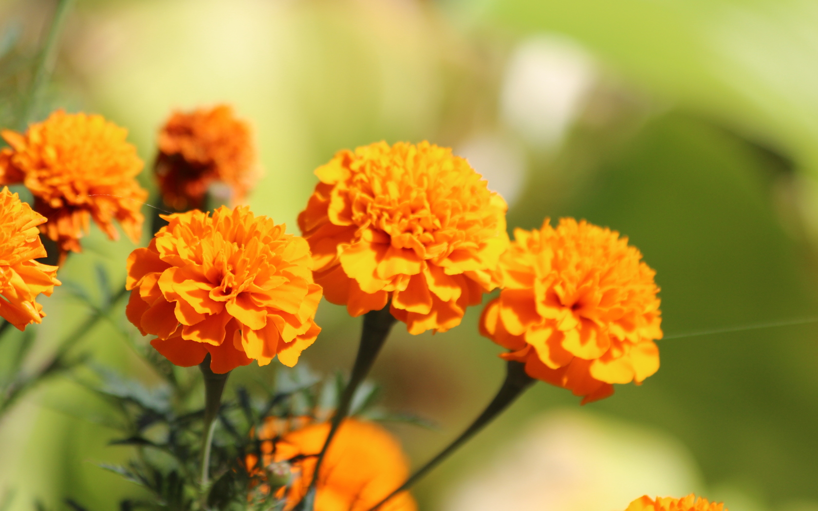Vibrant Marigold Beauty HD Wallpaper