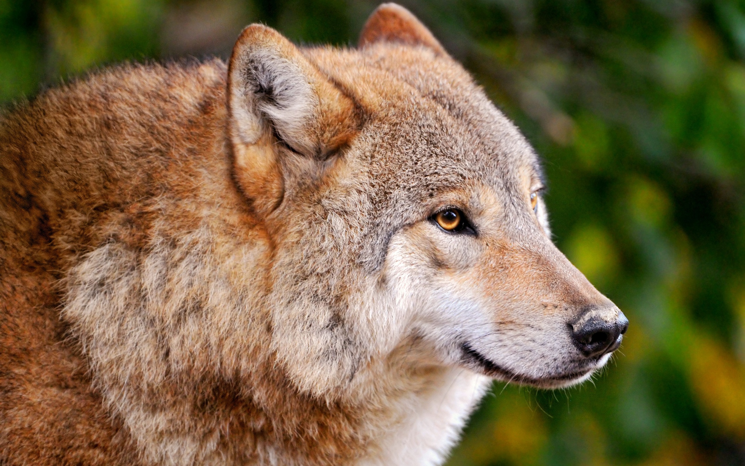 Majestic Wolf HD Wallpaper A Stunning Animal Encounter