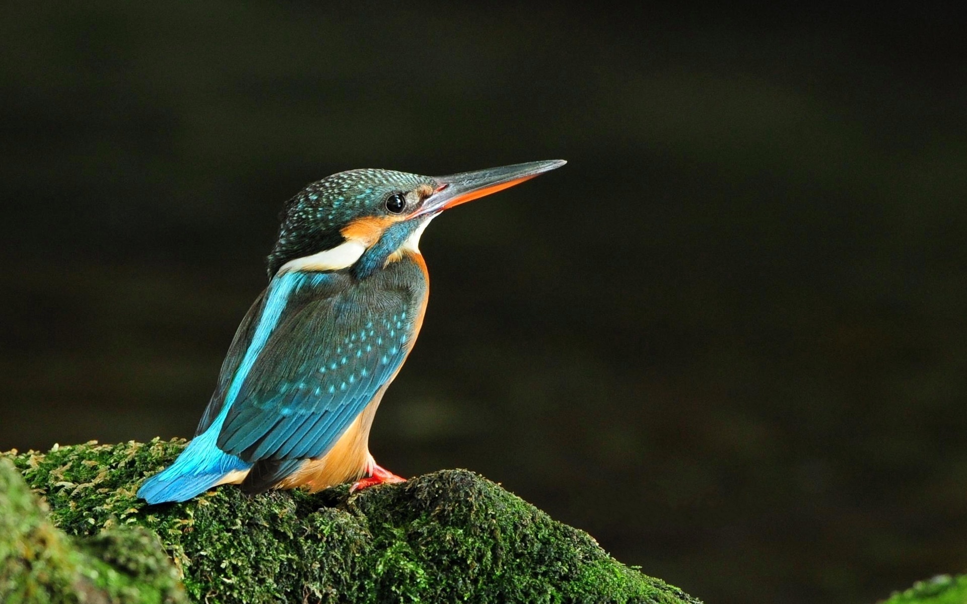 Download Animal Kingfisher HD Wallpaper