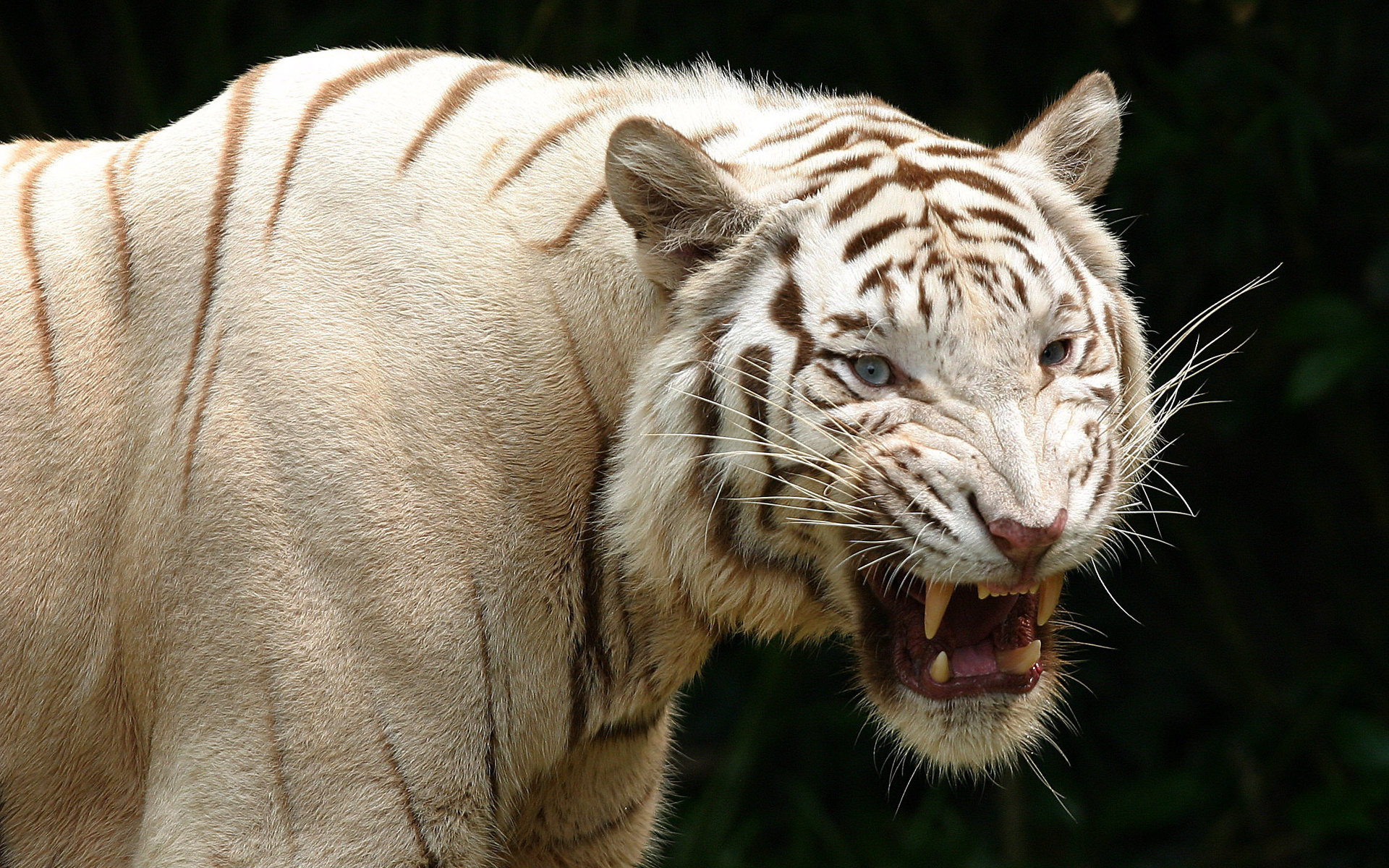 White Tiger Full HD Wallpaper and Background Image 1920x1200 ID336589