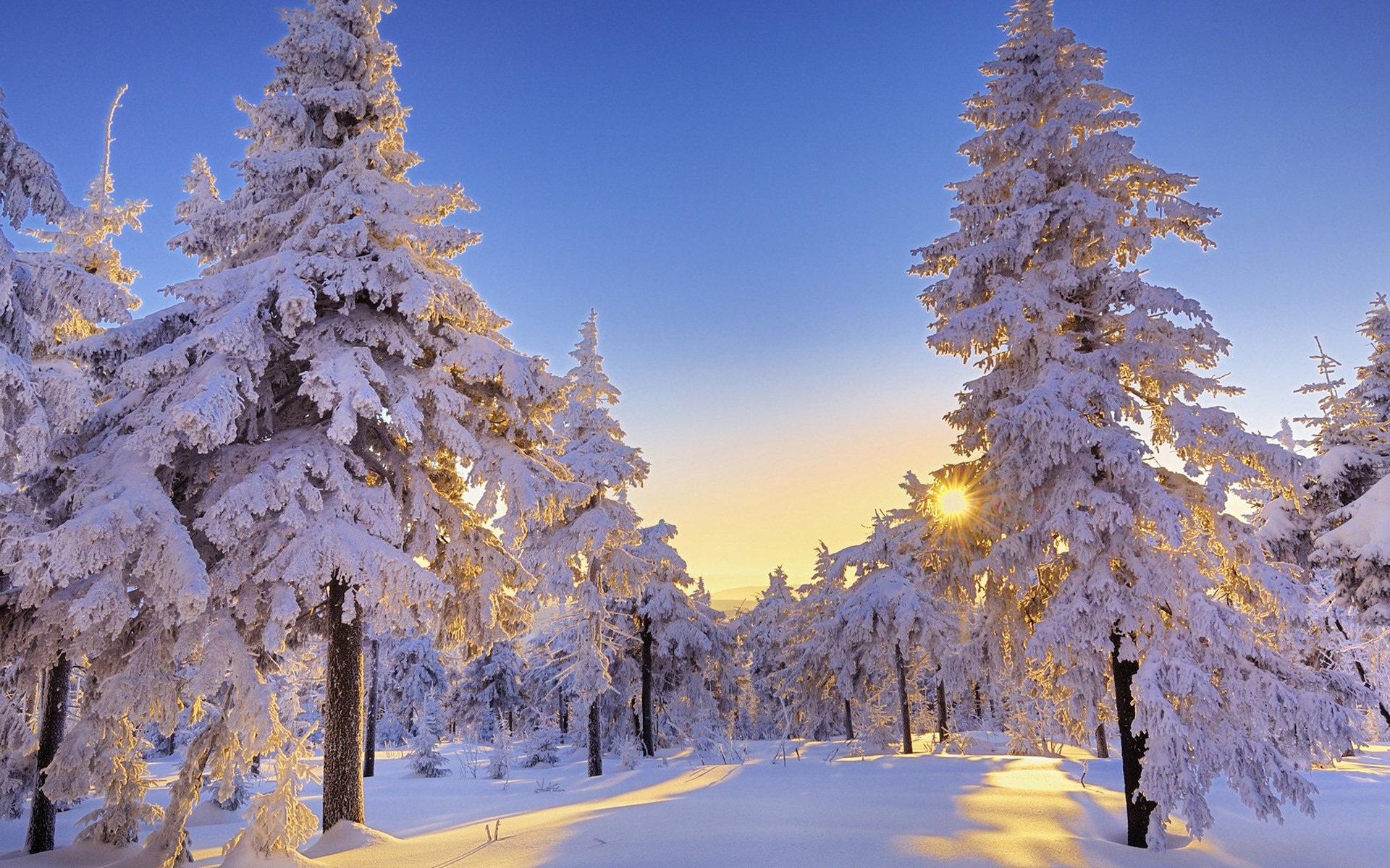 Download Nature Winter HD Wallpaper