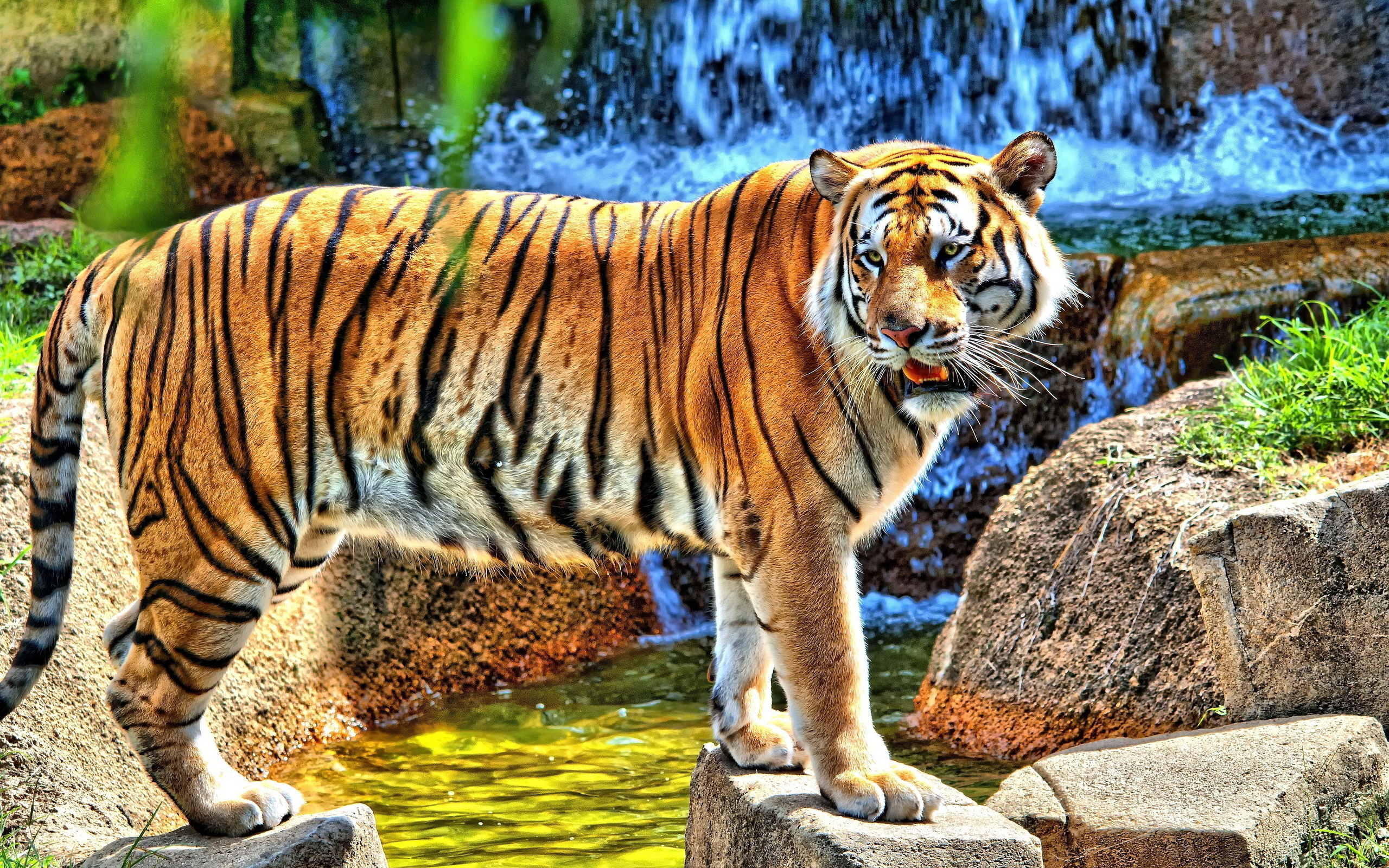 Tiger Full HD Wallpaper and Background Image 2560x1600 ID337331