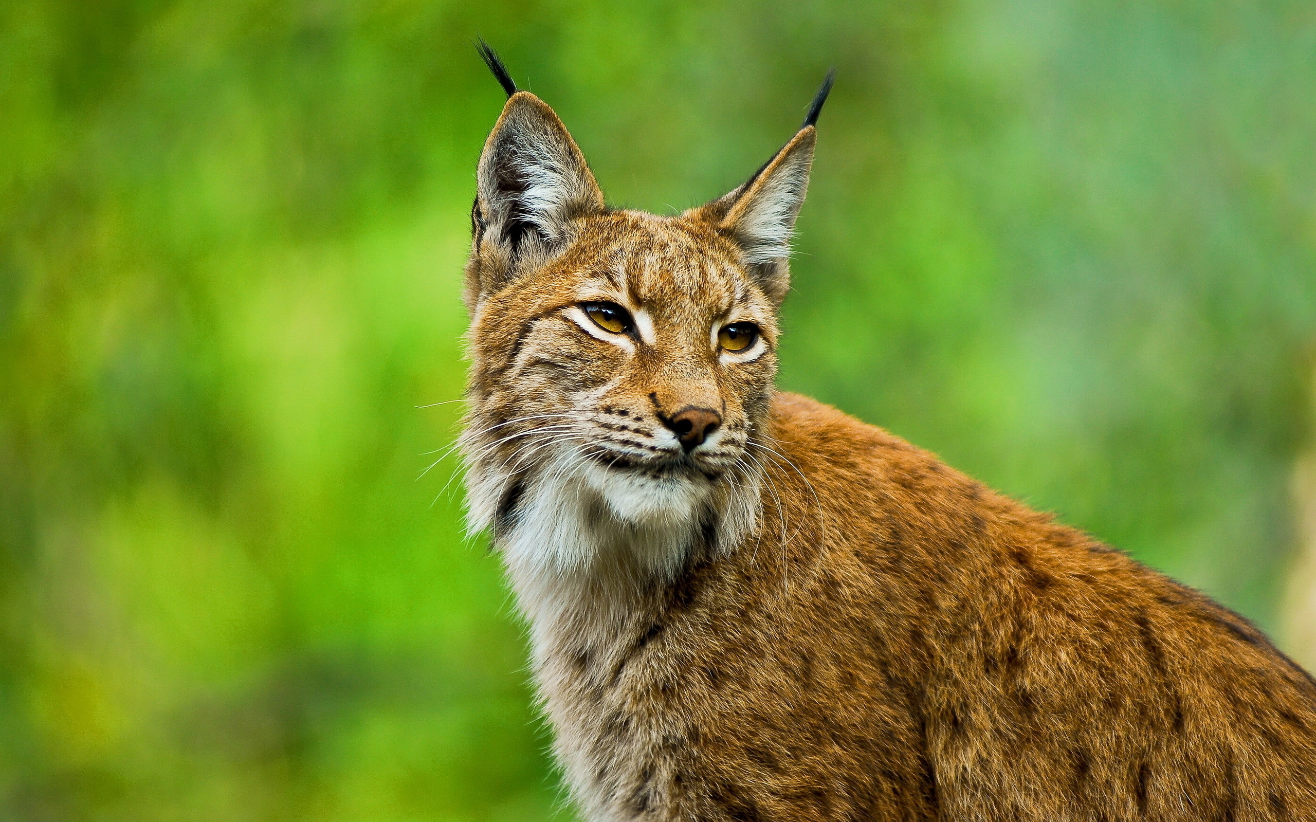 Bobcat Full HD Wallpaper and Background Image 2560x1599 ID338325