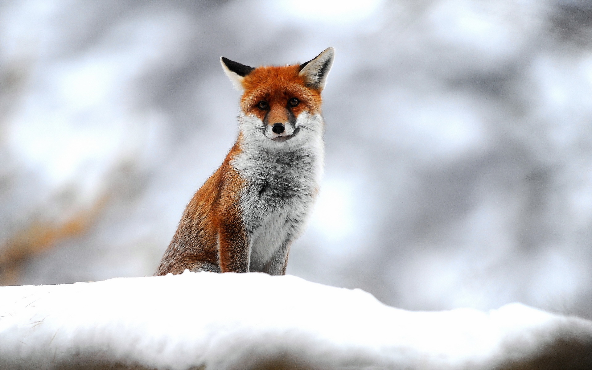 Fuchs HD Wallpaper Hintergrund 1920x1200