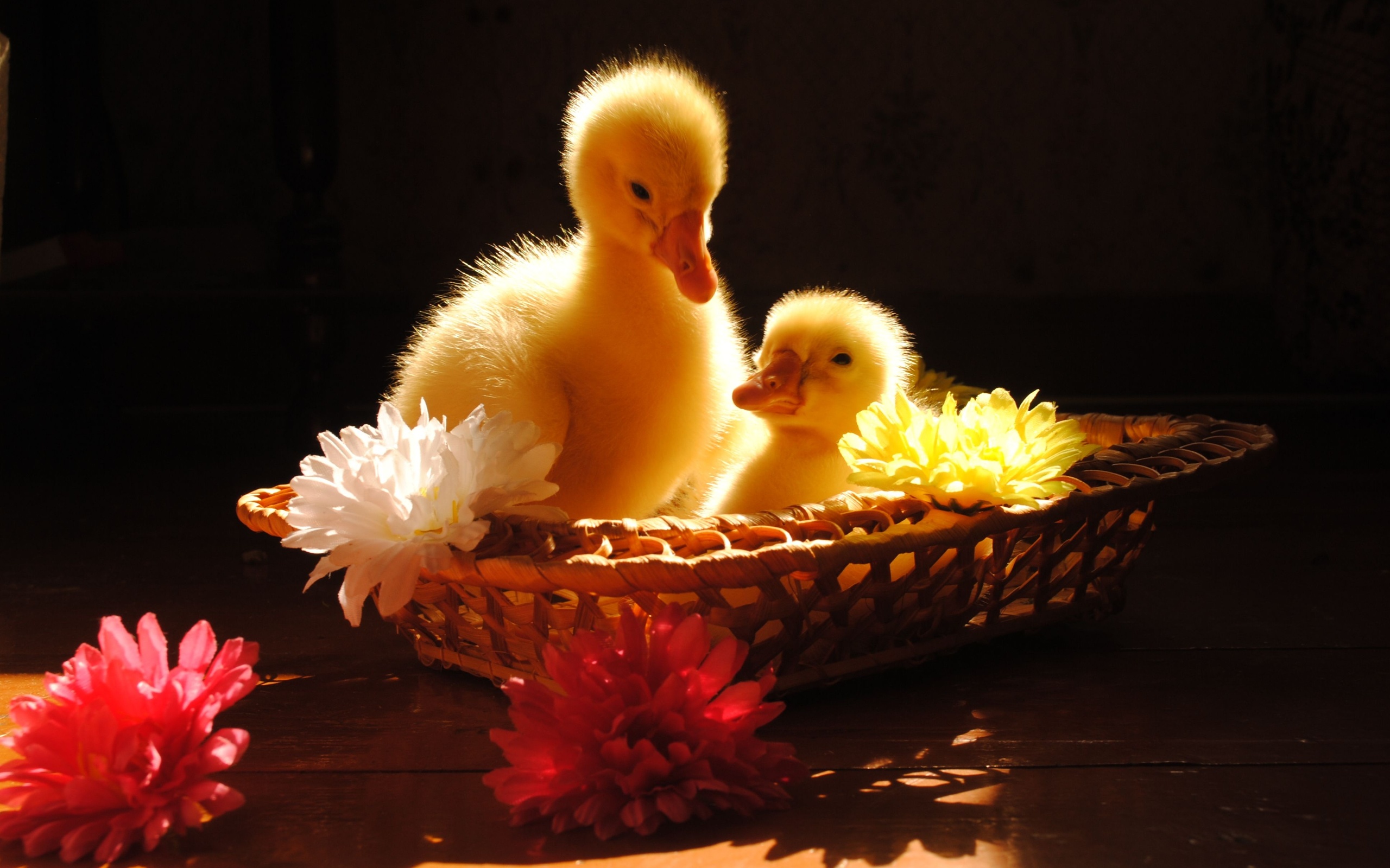 Duck Computer Wallpapers, Desktop Backgrounds 2560x1600 ID341081