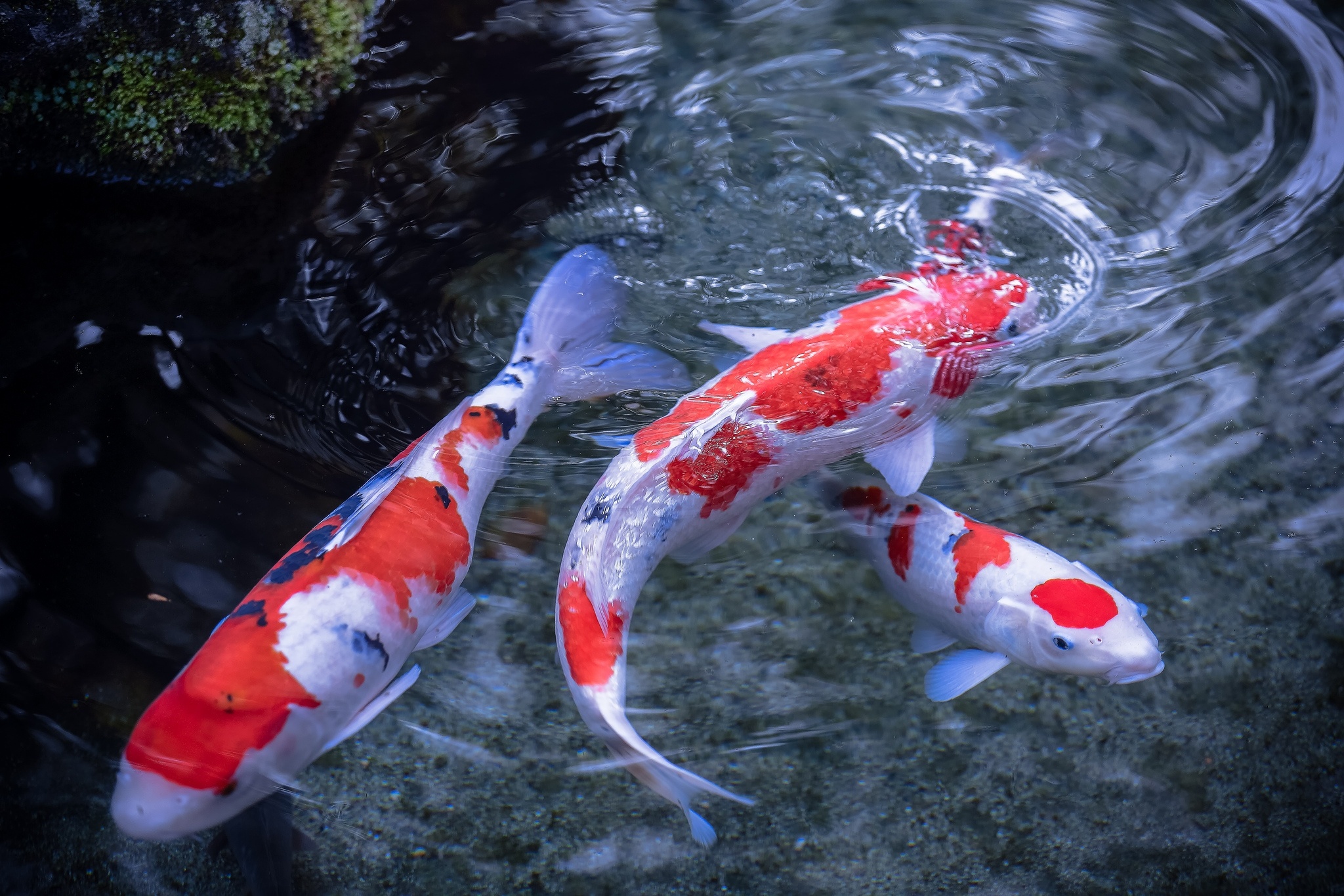 Download Fish Water Animal Koi HD Wallpaper