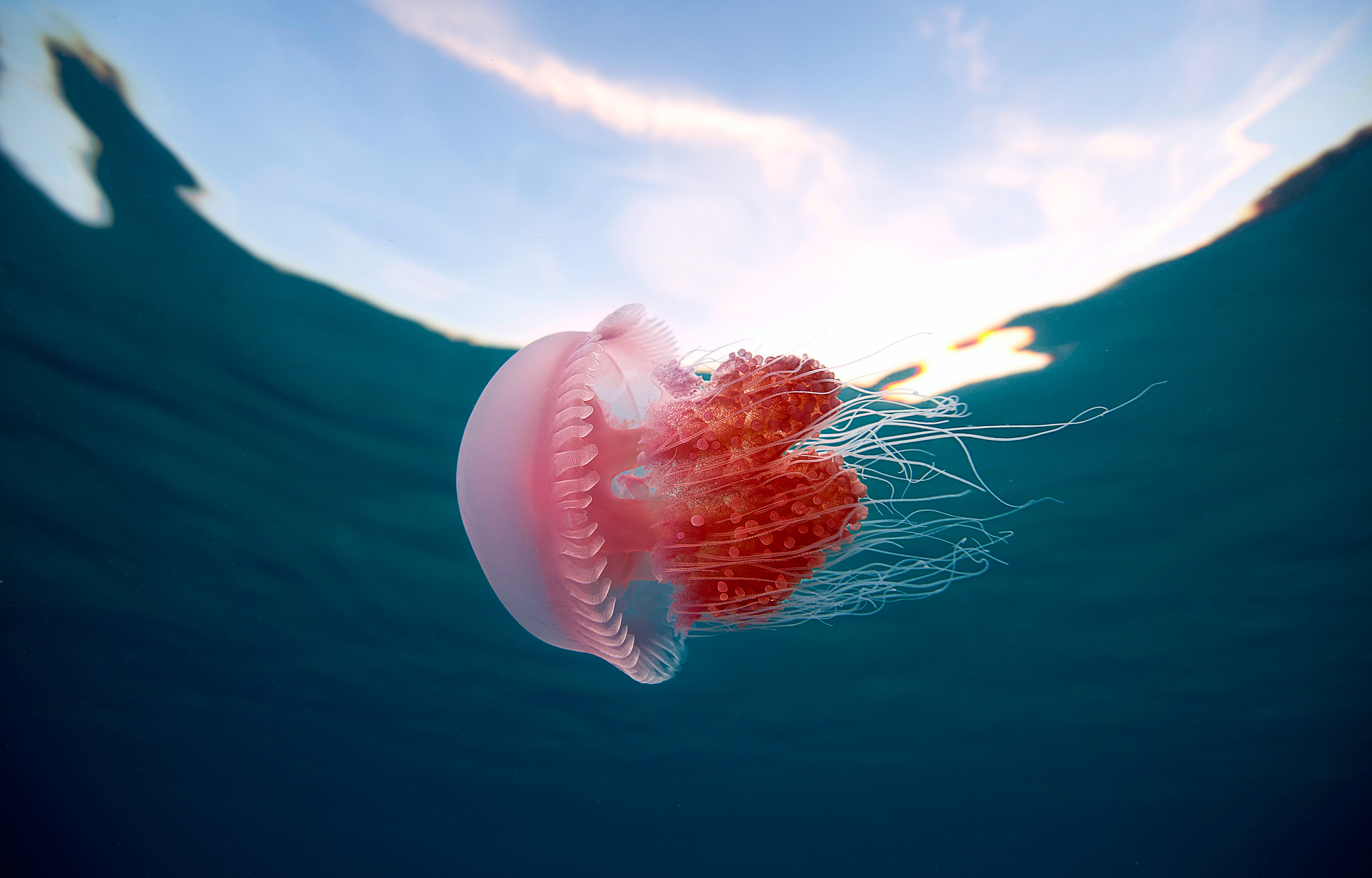 Download Animal Jellyfish HD Wallpaper