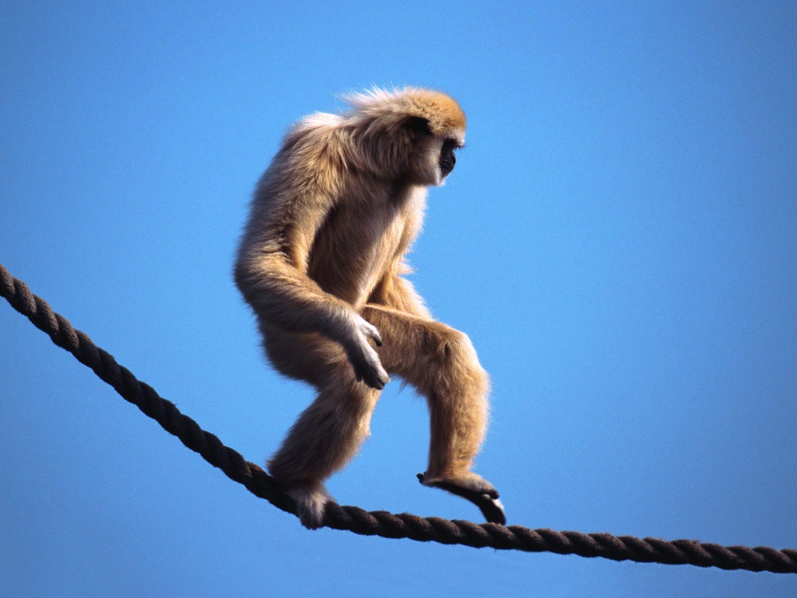 Gibbon HD Wallpapers and Backgrounds