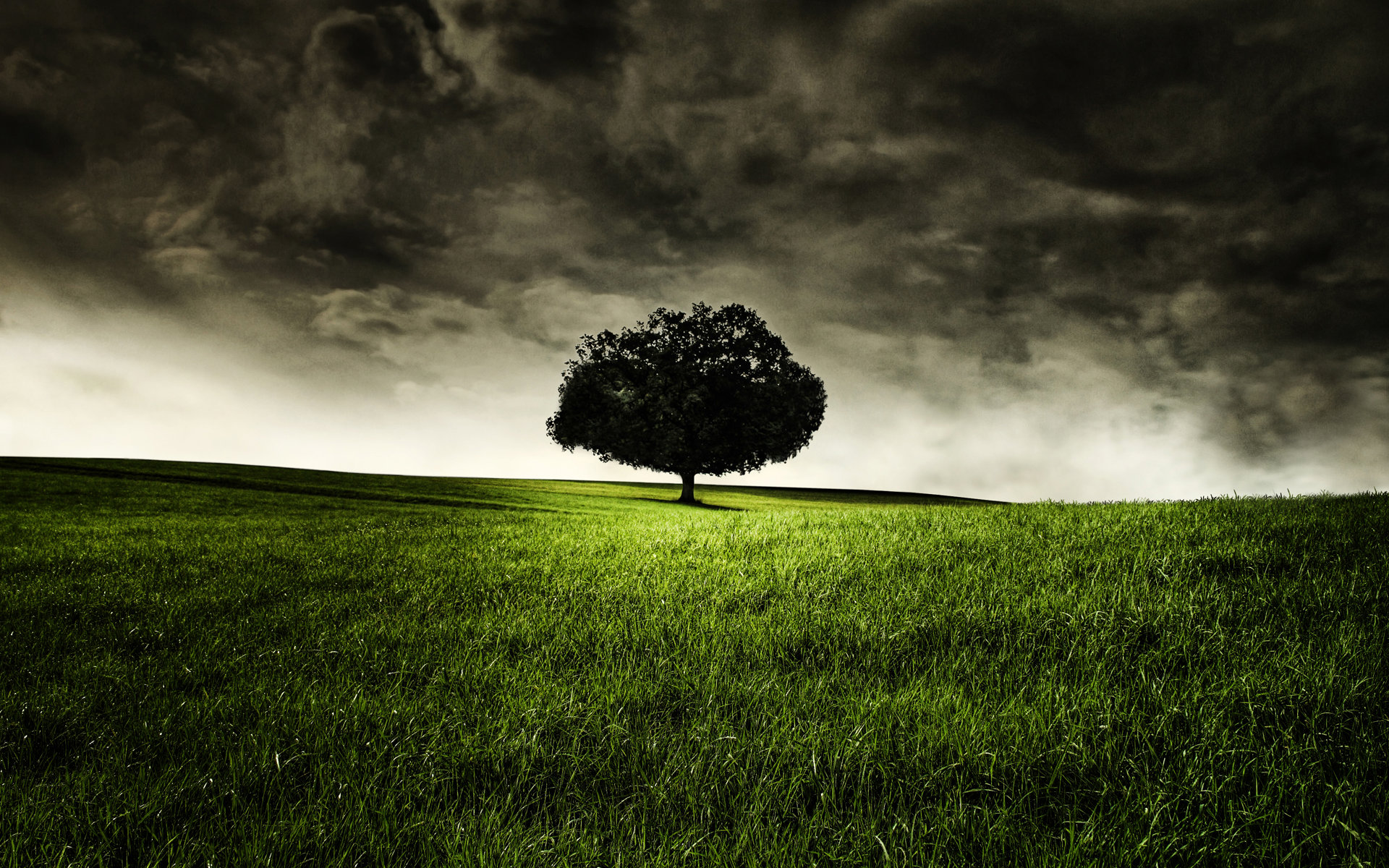 1600+ Tree HD Wallpapers and Backgrounds