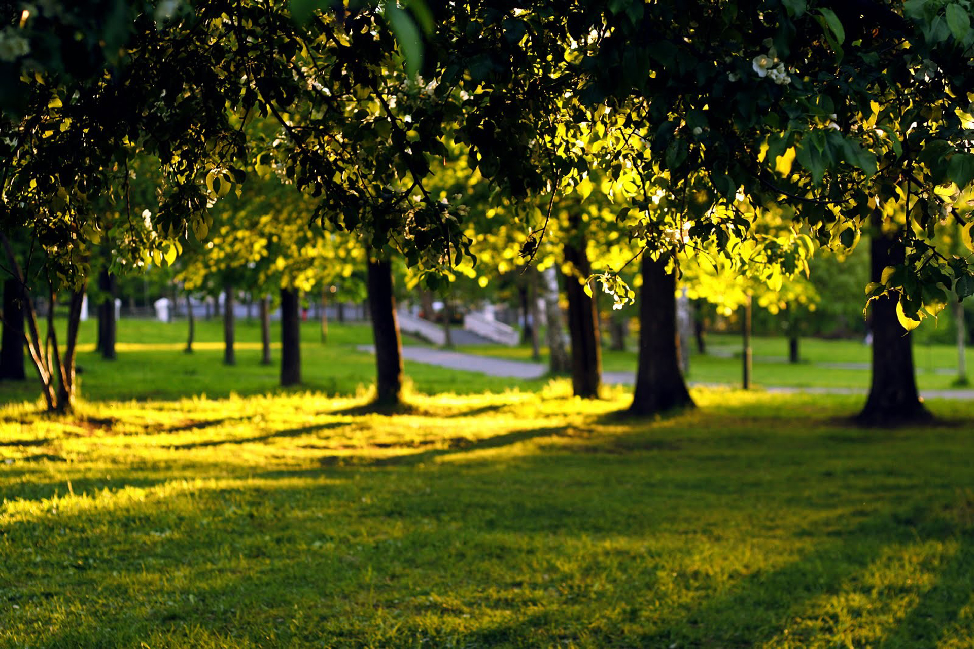 Park Wallpaper HD Wallpapers