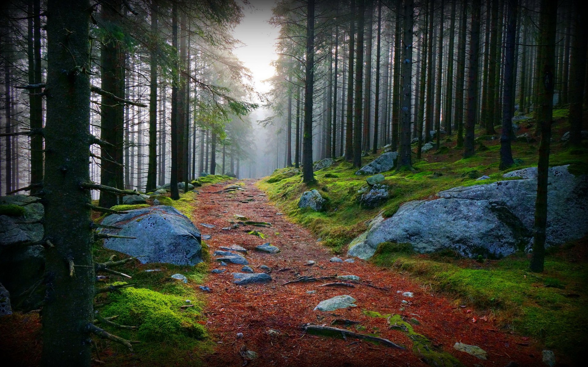 Bosque Fondo de pantalla HD Fondo de Escritorio 1920x1200 ID352320 Wallpaper Abyss