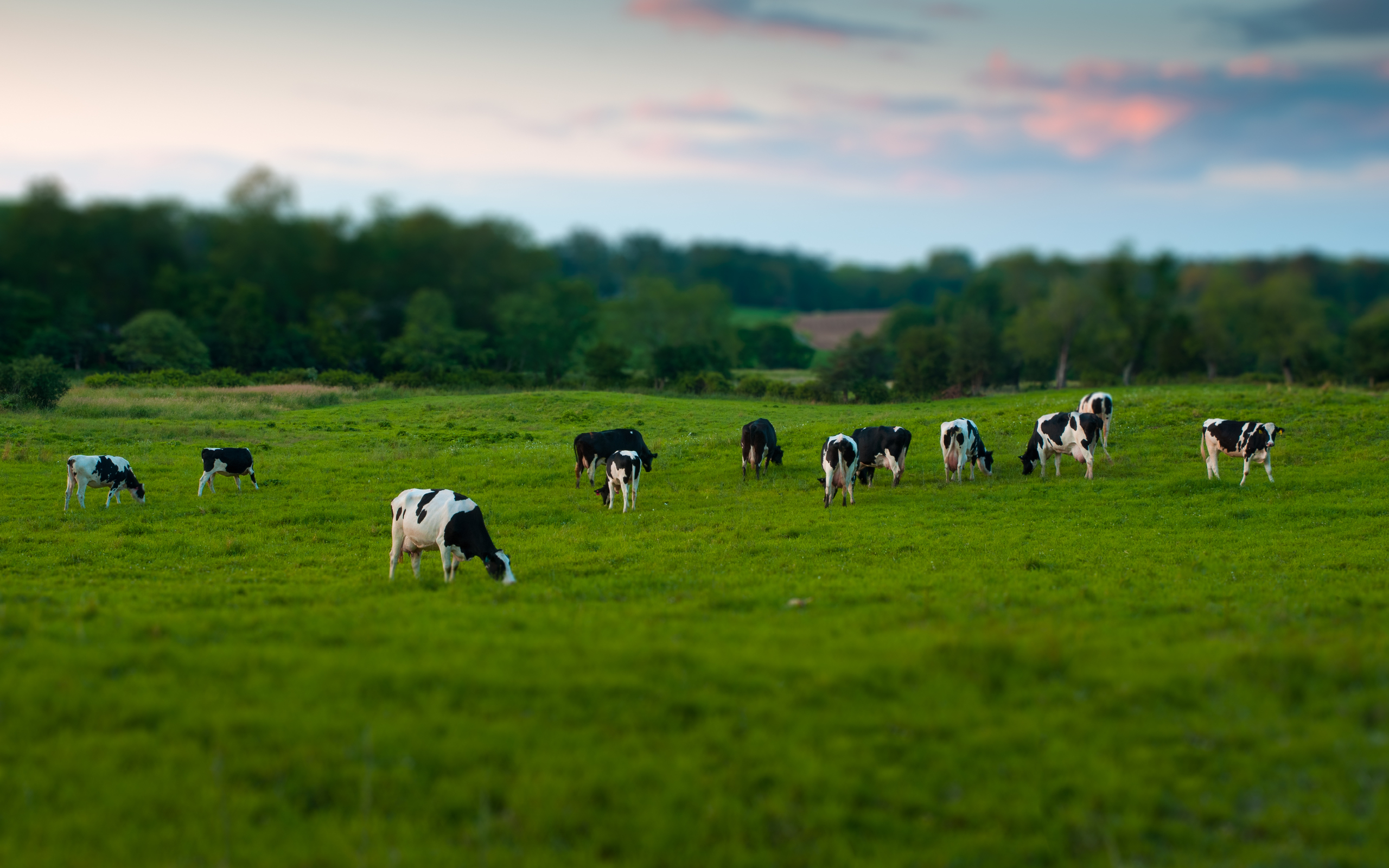 Serene Cow Pasture HD Wallpaper