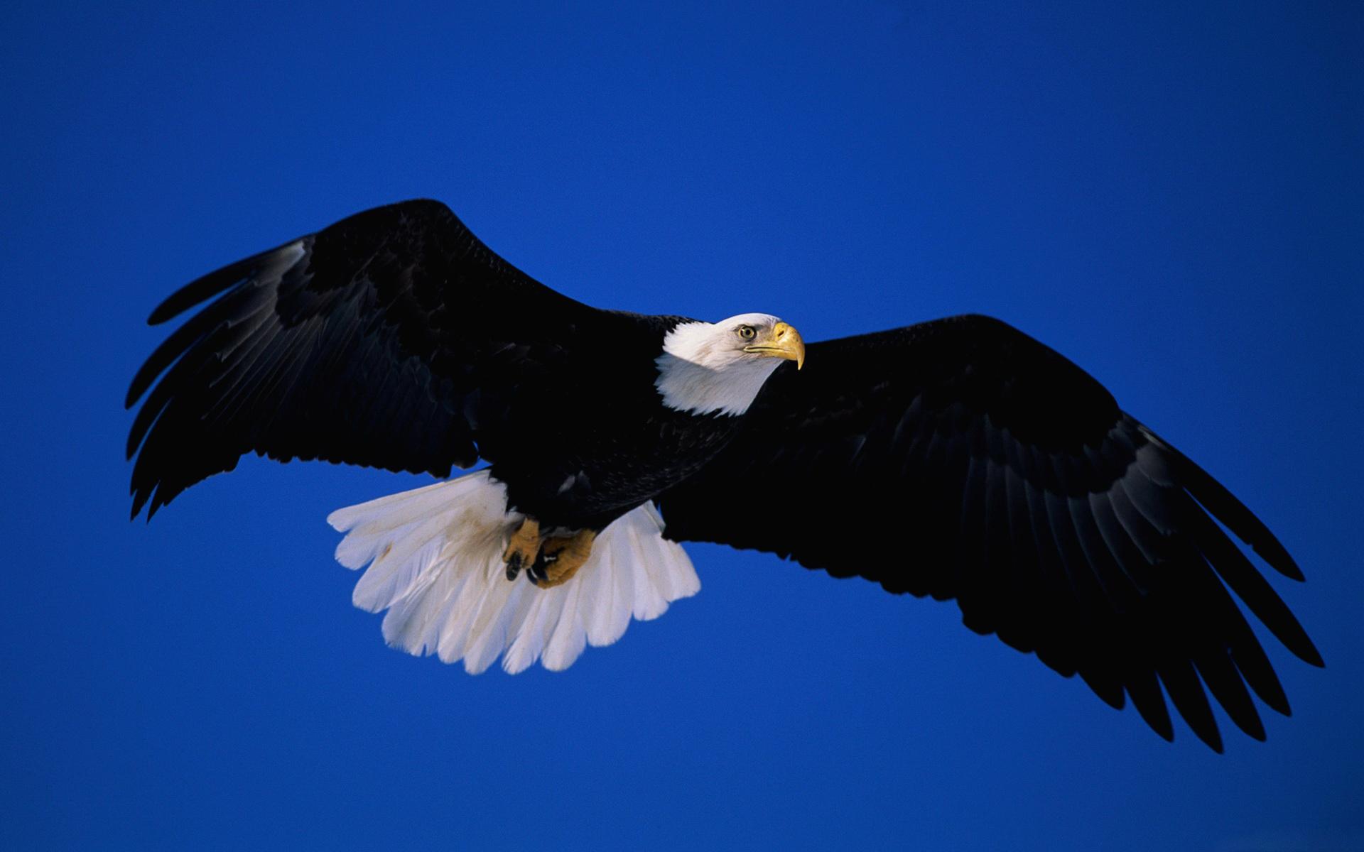 Águila Fondo de Pantalla and Fondo de Escritorio 1680x1050 ID357026 Wallpaper Abyss