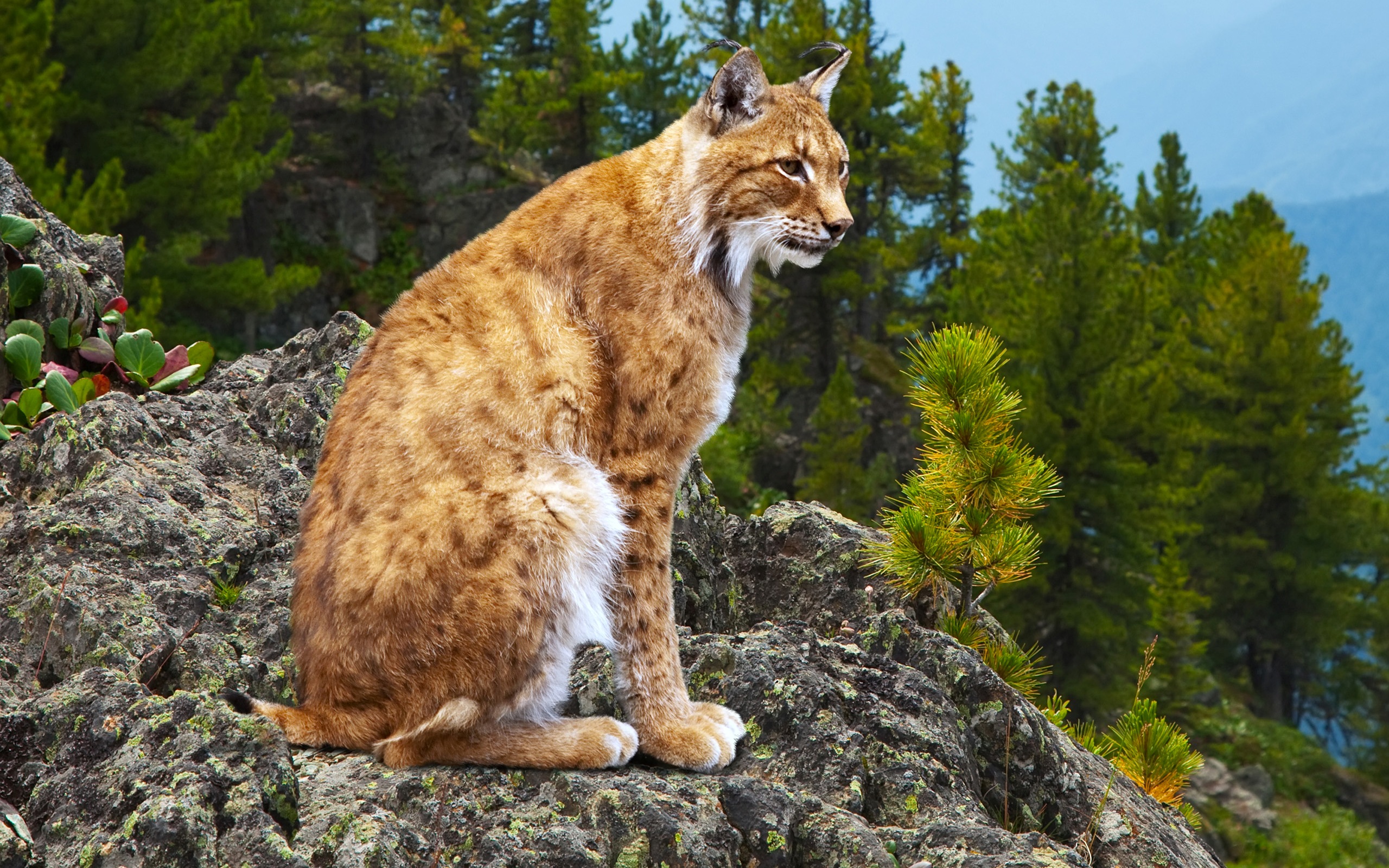 Download Animal Lynx HD Wallpaper