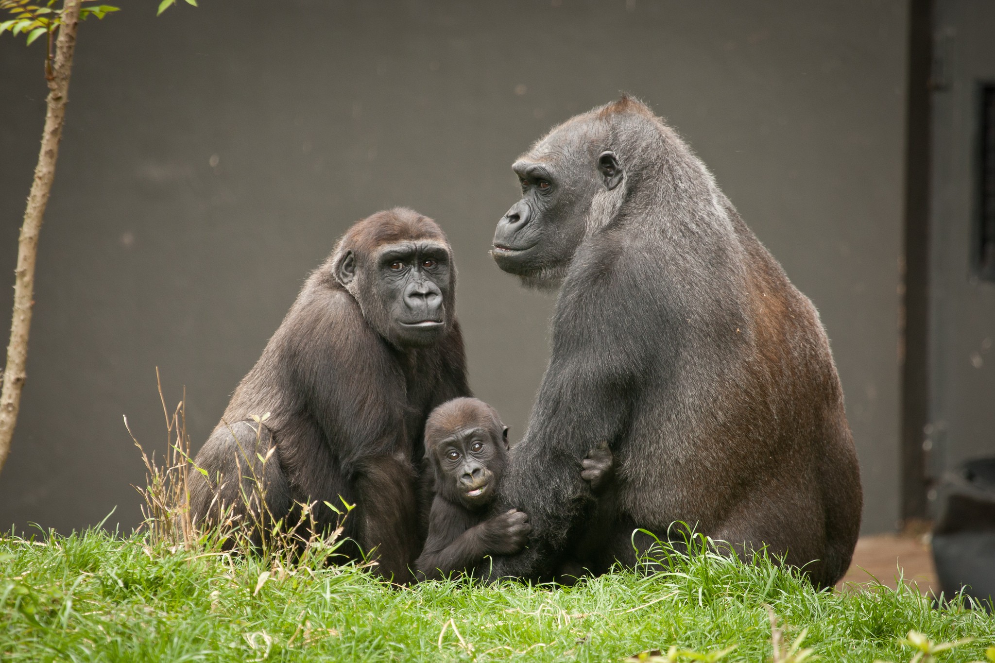 Gorilla Full HD Wallpaper and Background Image 2048x1365 ID360647