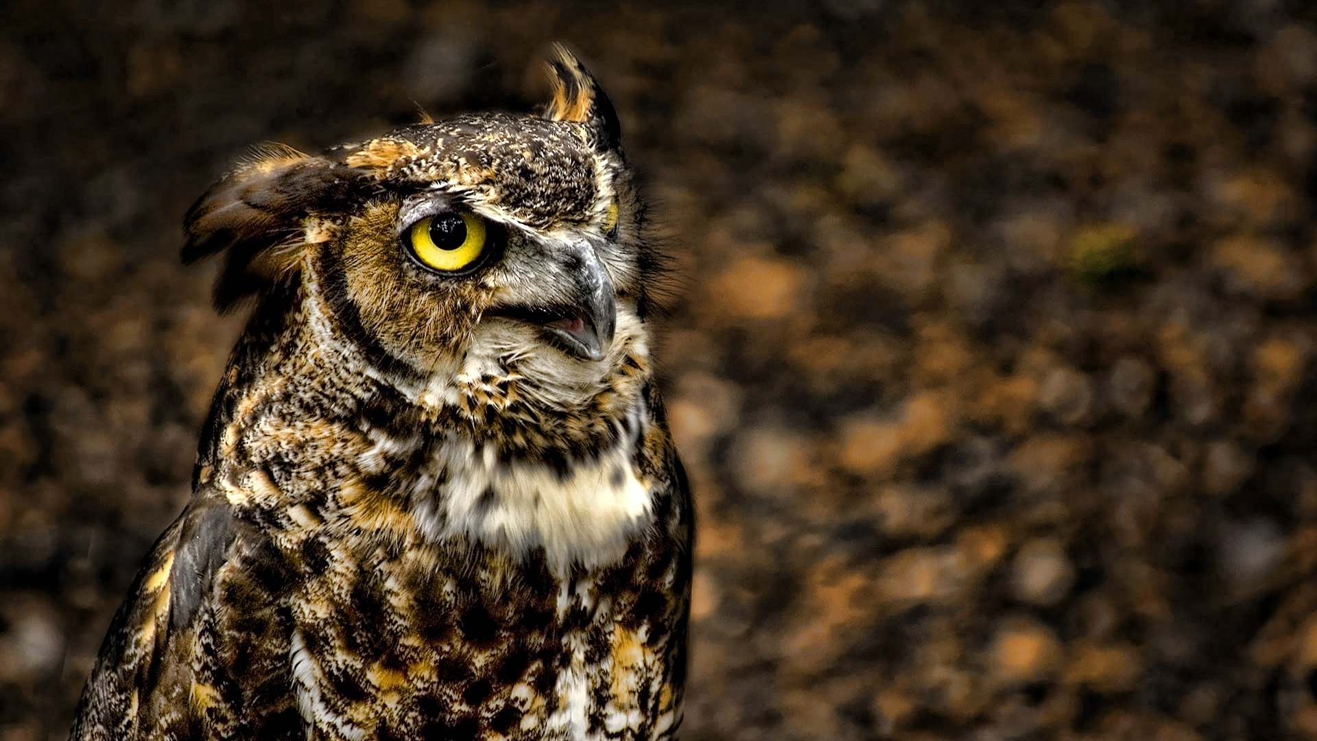 Download Animal Great Horned Owl HD Wallpaper