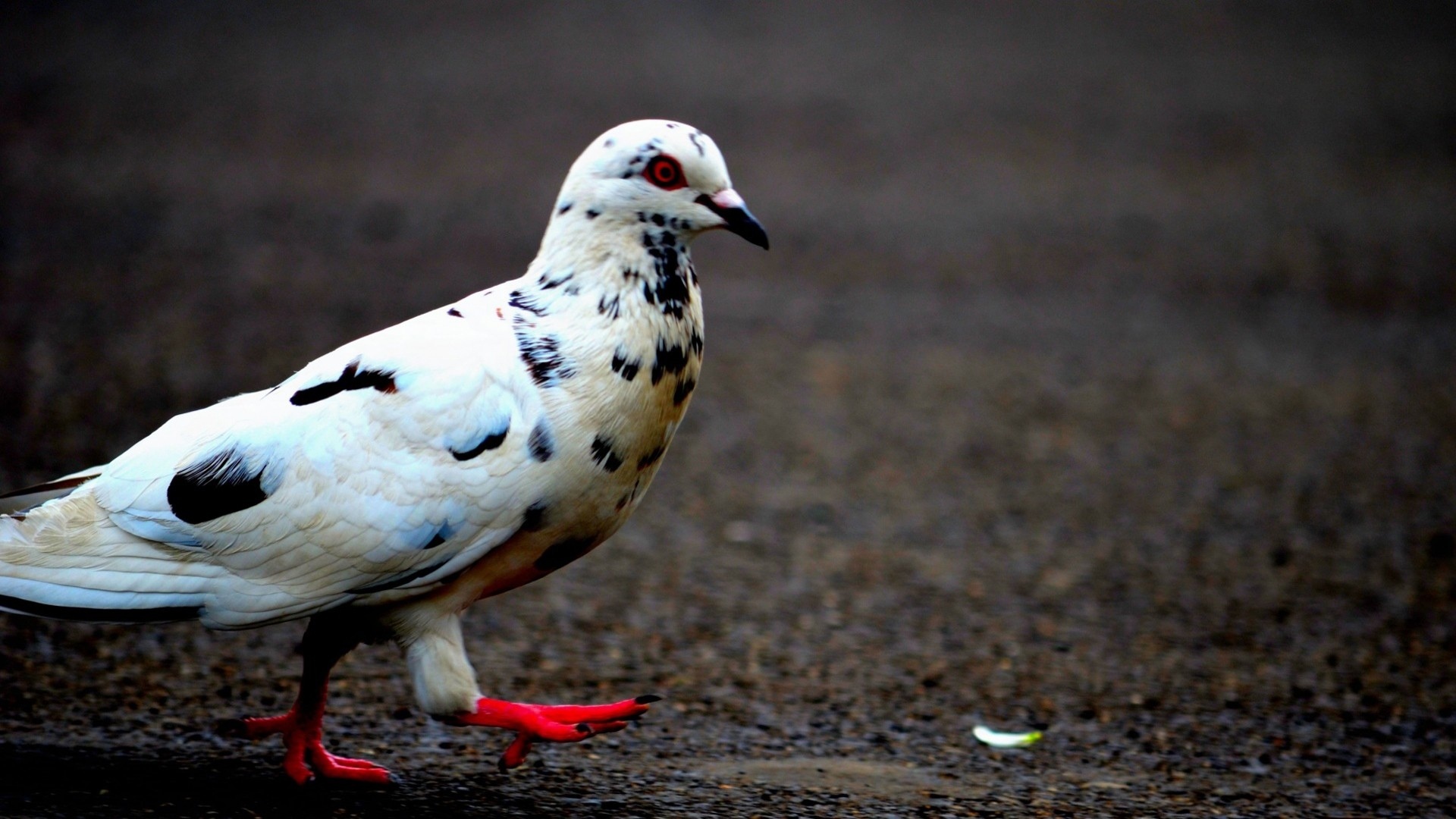 Majestic Pigeon HD Wallpaper
