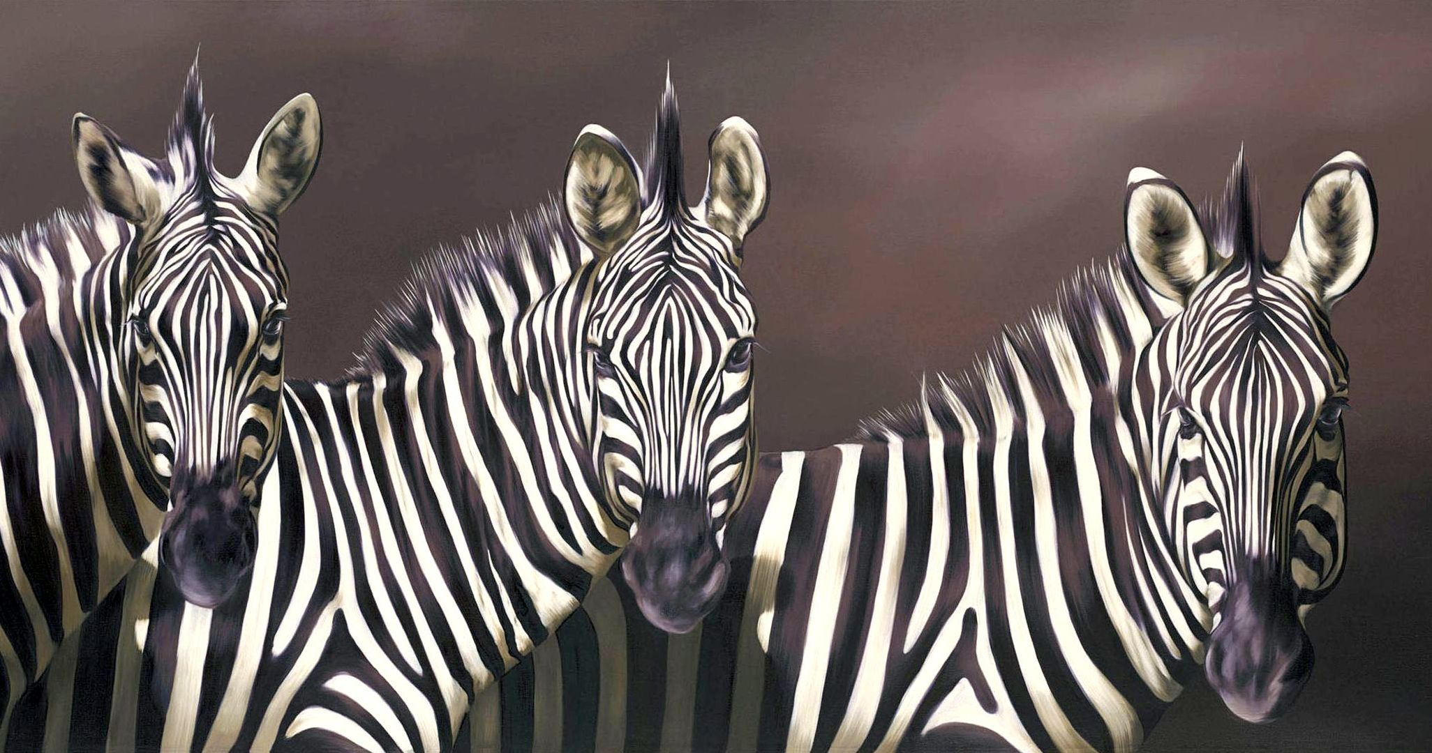Zebra Full HD Wallpaper and Background 2052x1080 ID365897