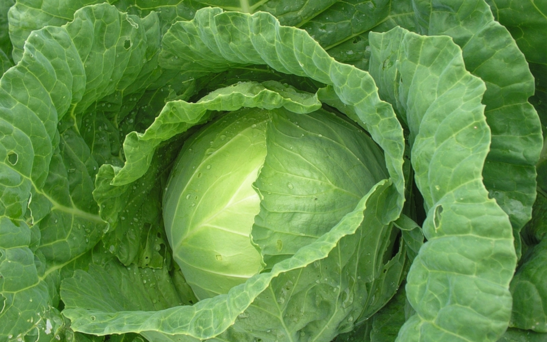Download Food Cabbage HD Wallpaper