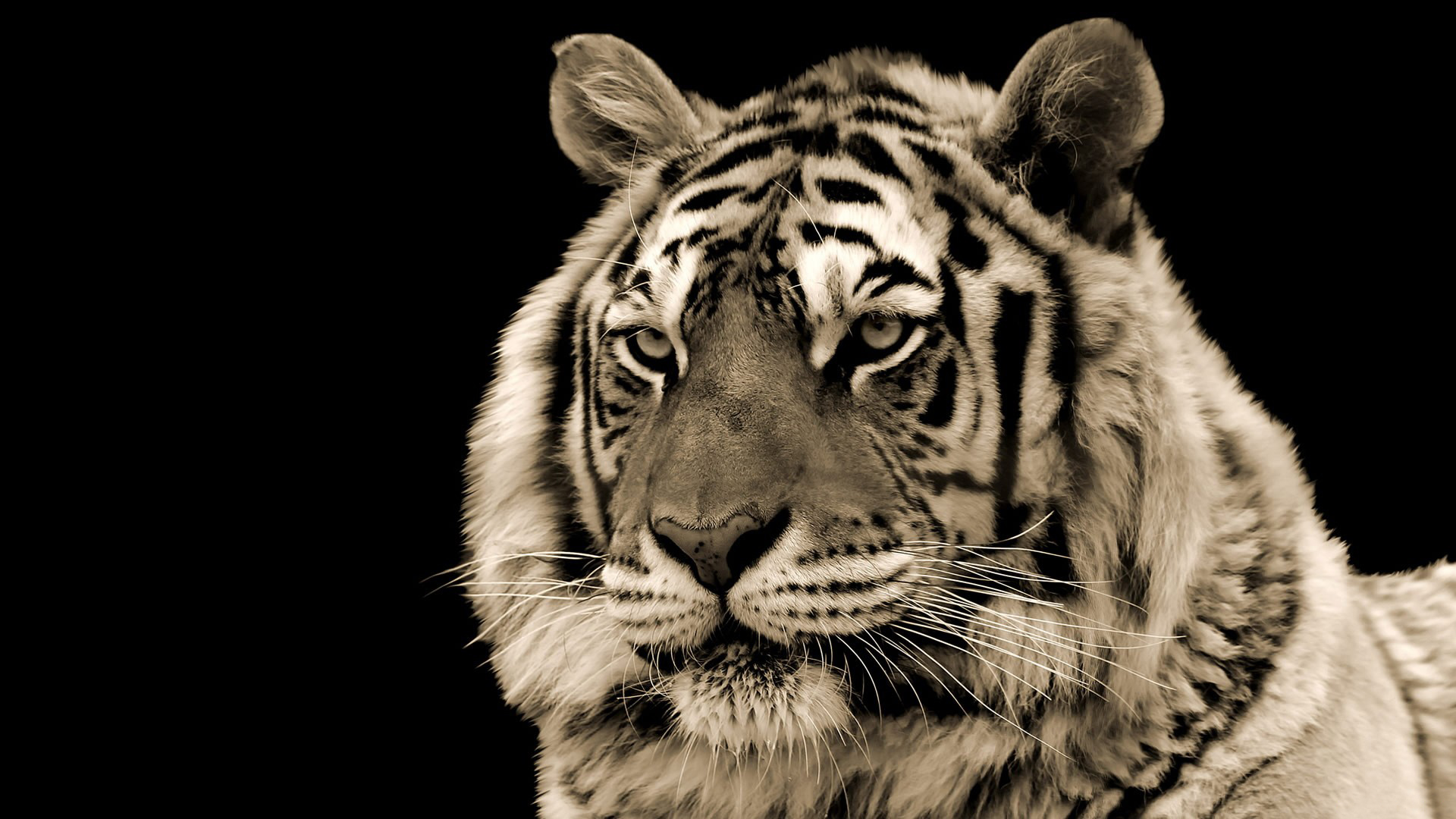 White Tiger HD Wallpaper Background Image 1920x1080 ID368930