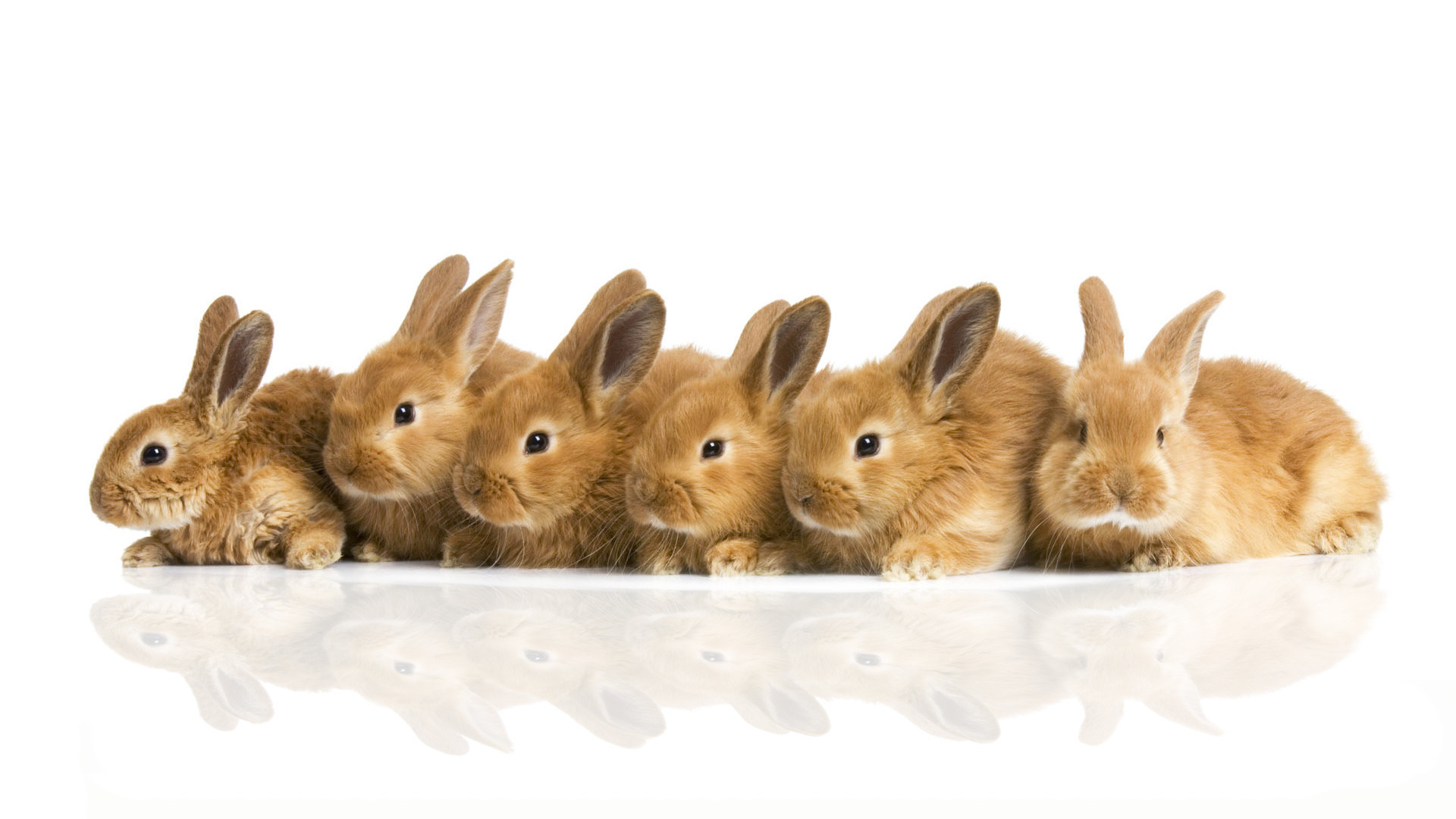 Charming Rabbits A Beautiful HD Wallpaper