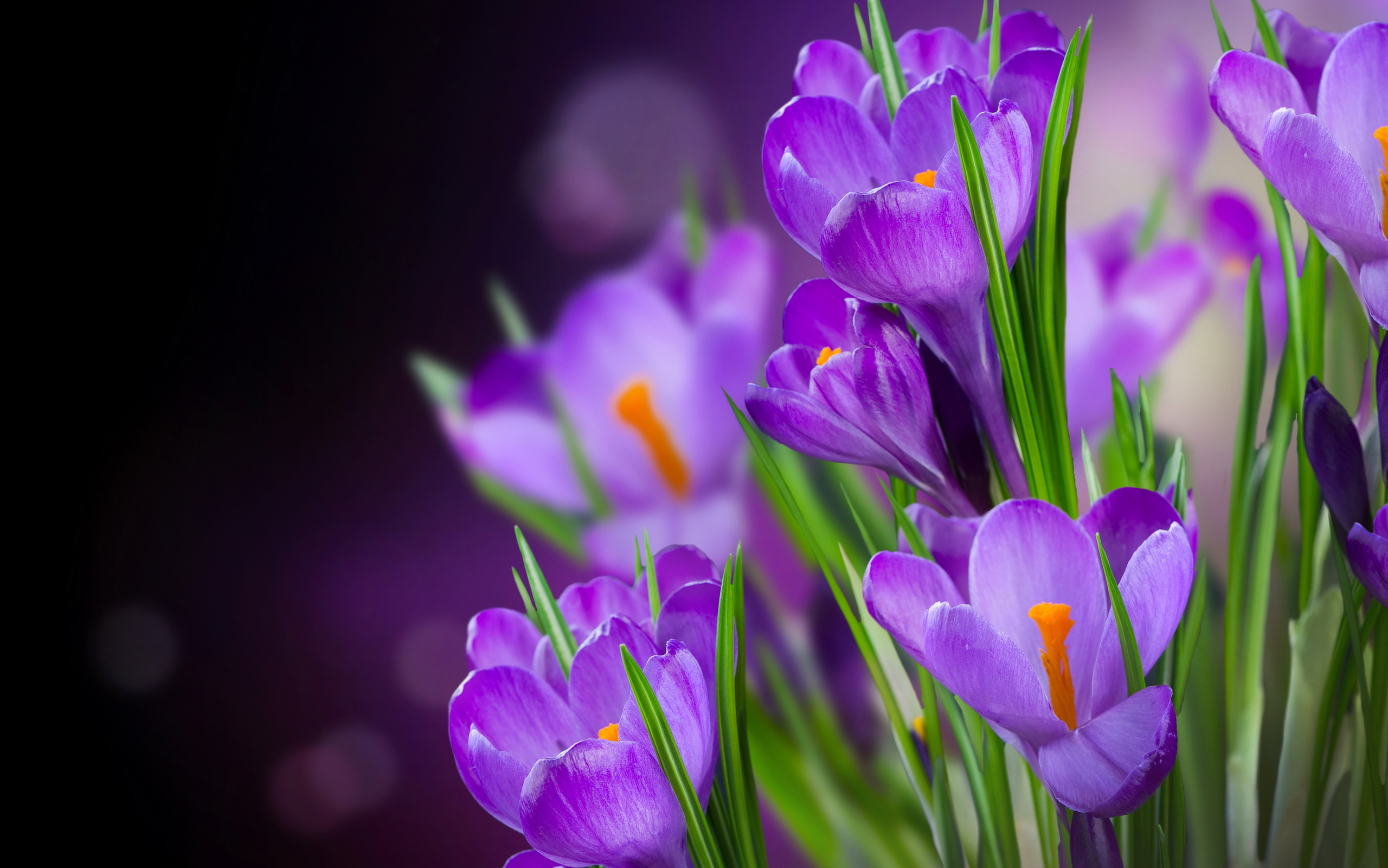 Download Purple Flower Flower Nature Crocus HD Wallpaper